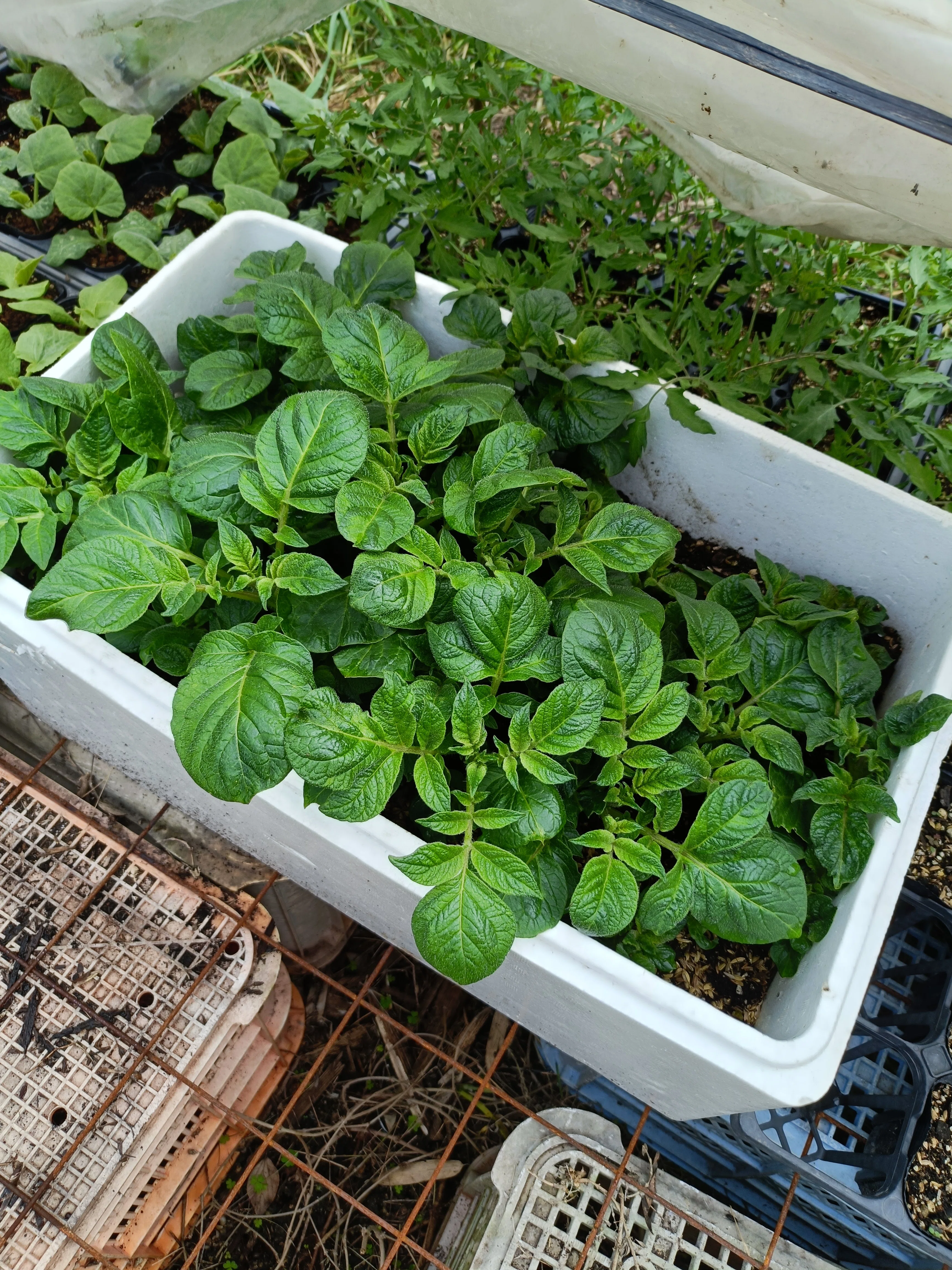 種芋の「常識」を解体する。資材高騰時代における、じゃがいも苗分割