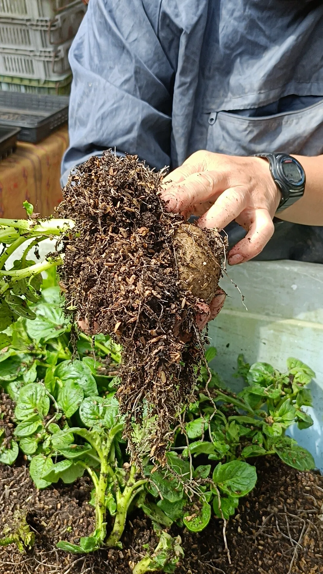種芋の「常識」を解体する。資材高騰時代における、じゃがいも苗分割