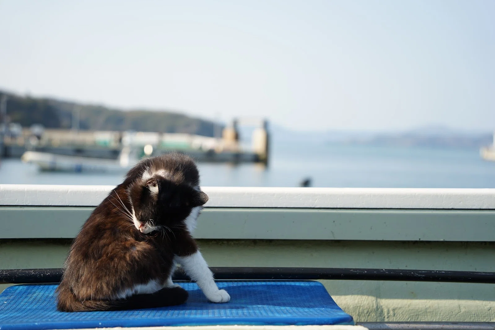 田代島(猫島)🐈で猫たちはどこにいる？│実際に見つけた猫スポット5選