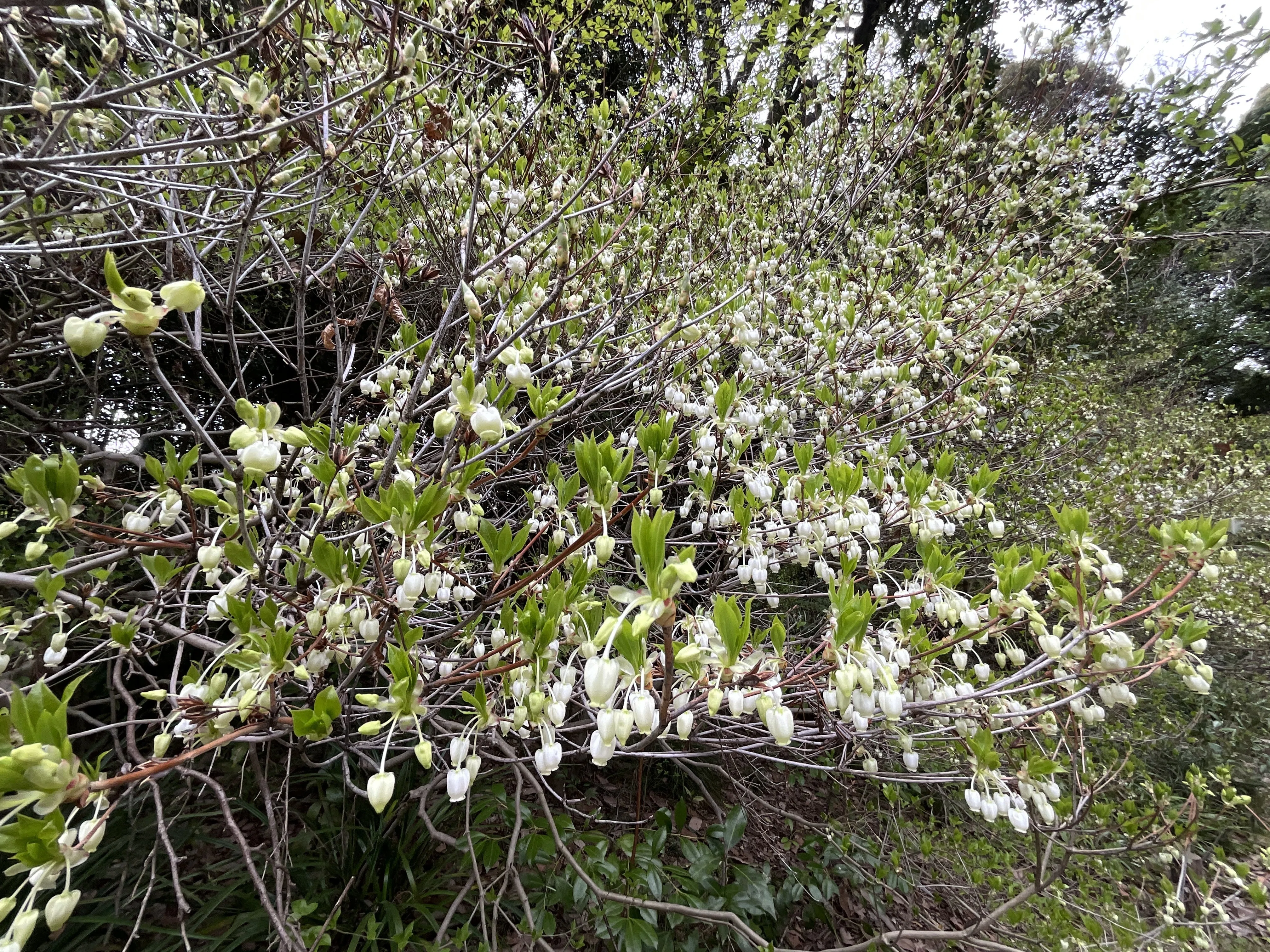 ドウダンツツジの花（京都府立植物園）：2026年4月10日（金）｜藤井