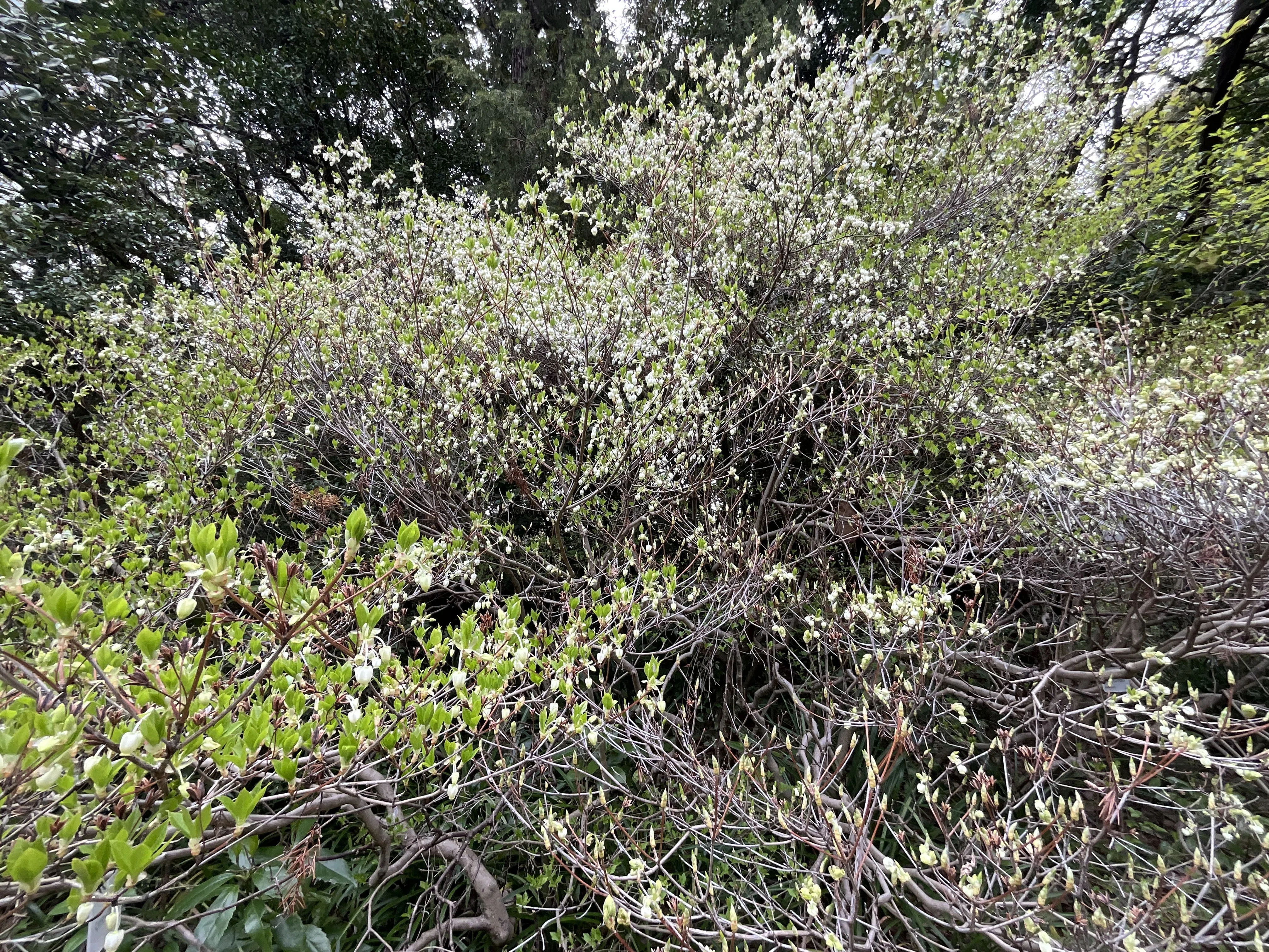ドウダンツツジの花（京都府立植物園）：2026年4月10日（金）｜藤井
