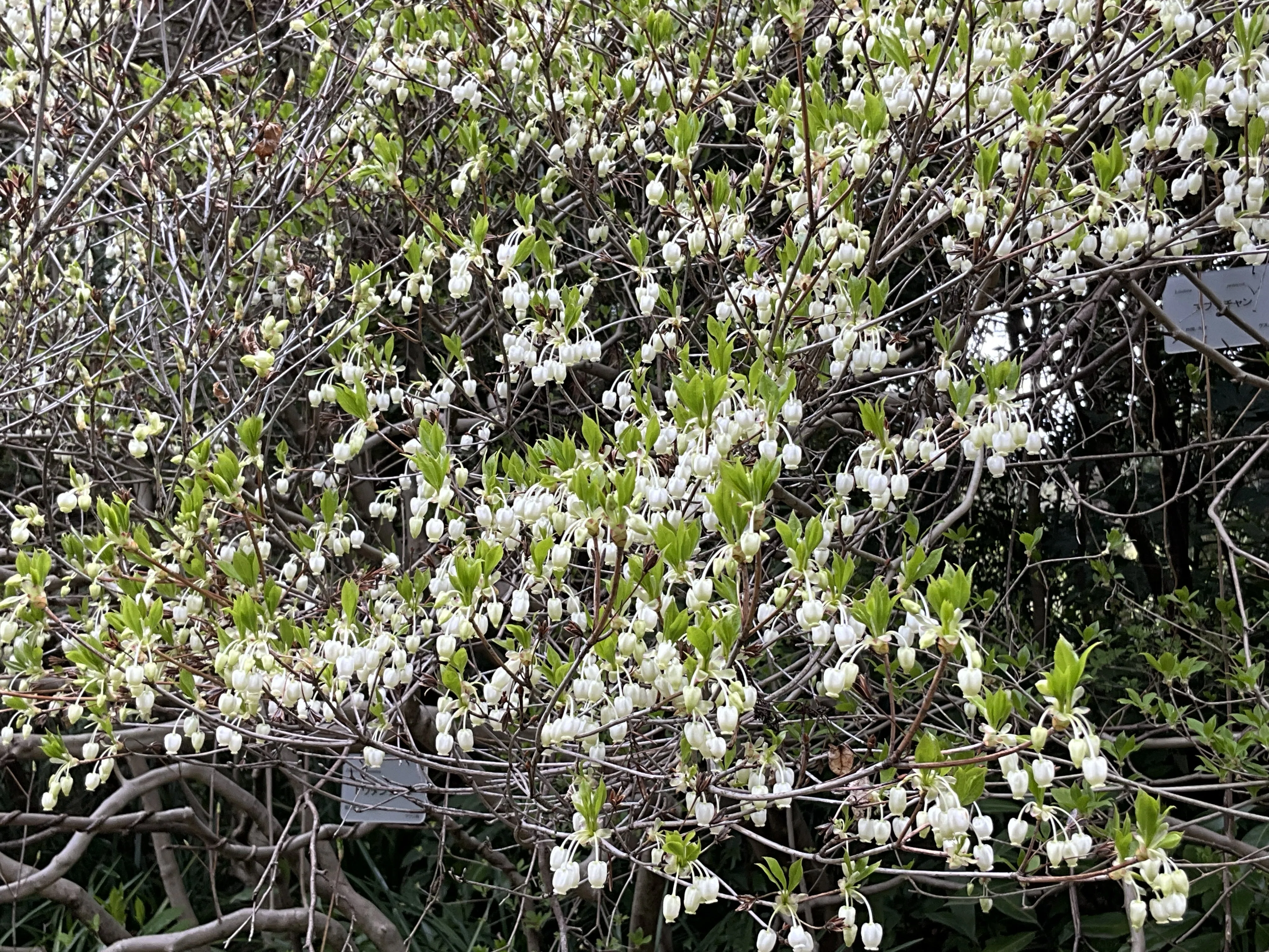 ドウダンツツジの花（京都府立植物園）：2026年4月10日（金）｜藤井