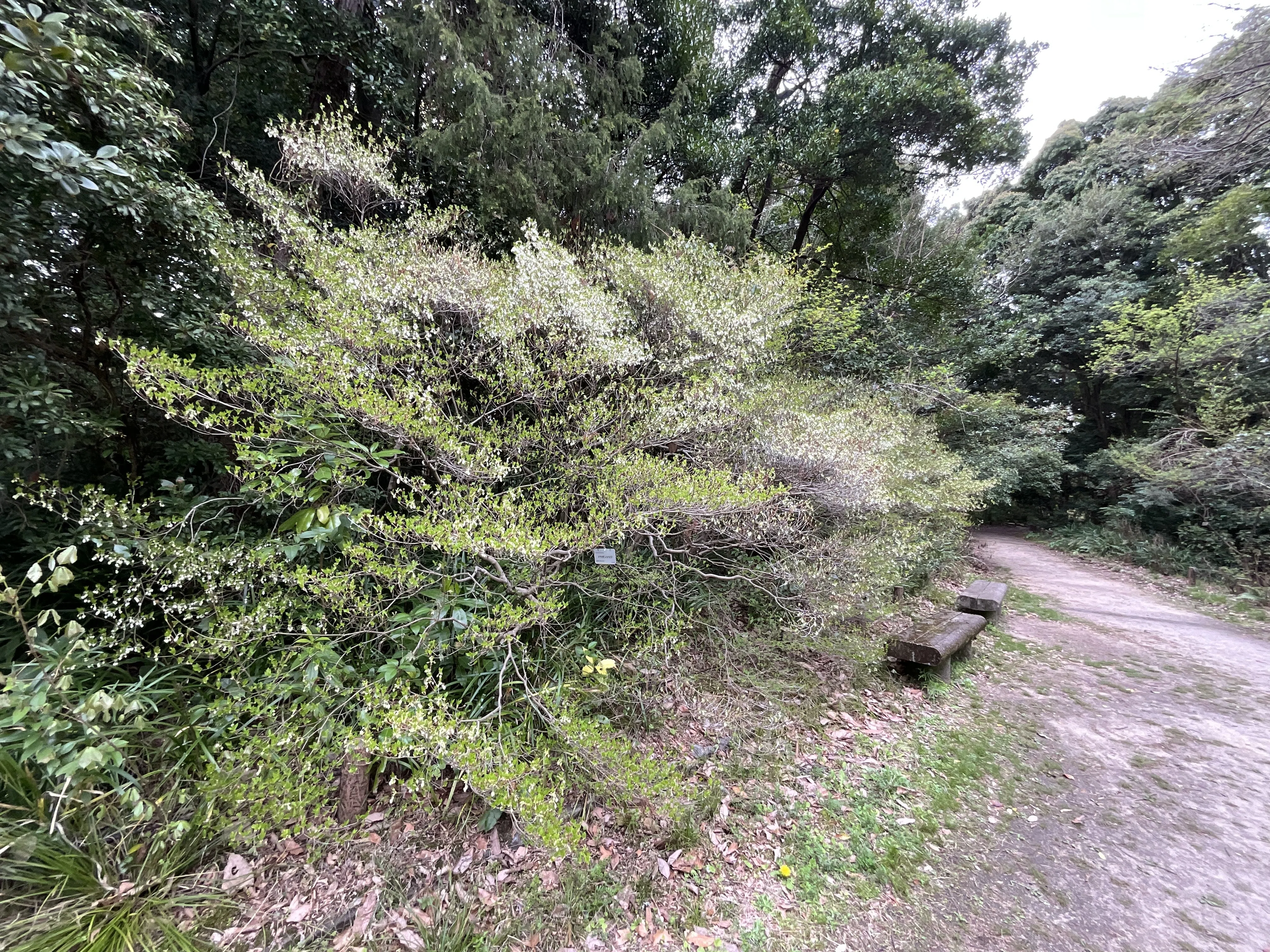 ドウダンツツジの花（京都府立植物園）：2026年4月10日（金）｜藤井