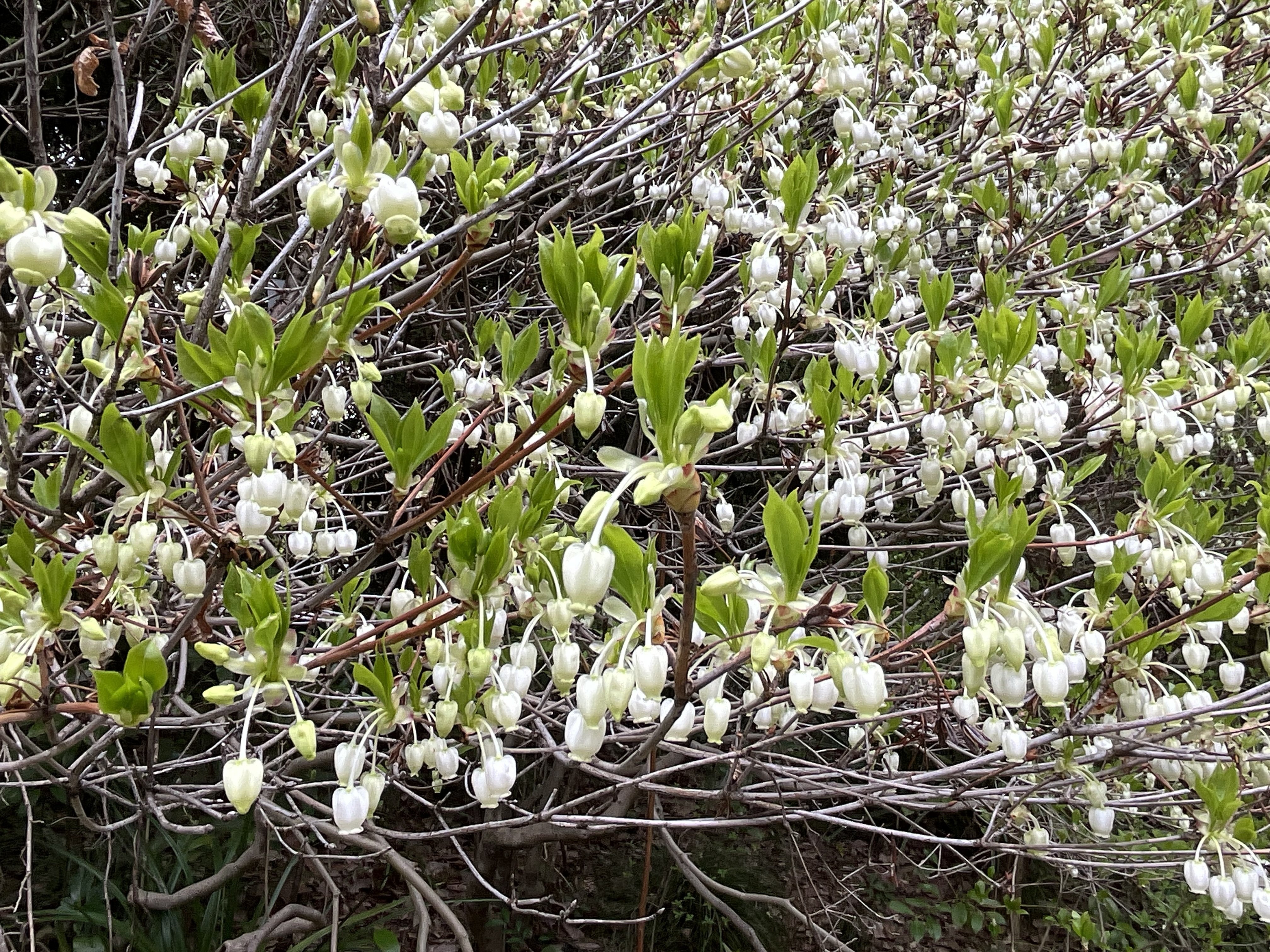 ドウダンツツジの花（京都府立植物園）：2026年4月10日（金）｜藤井