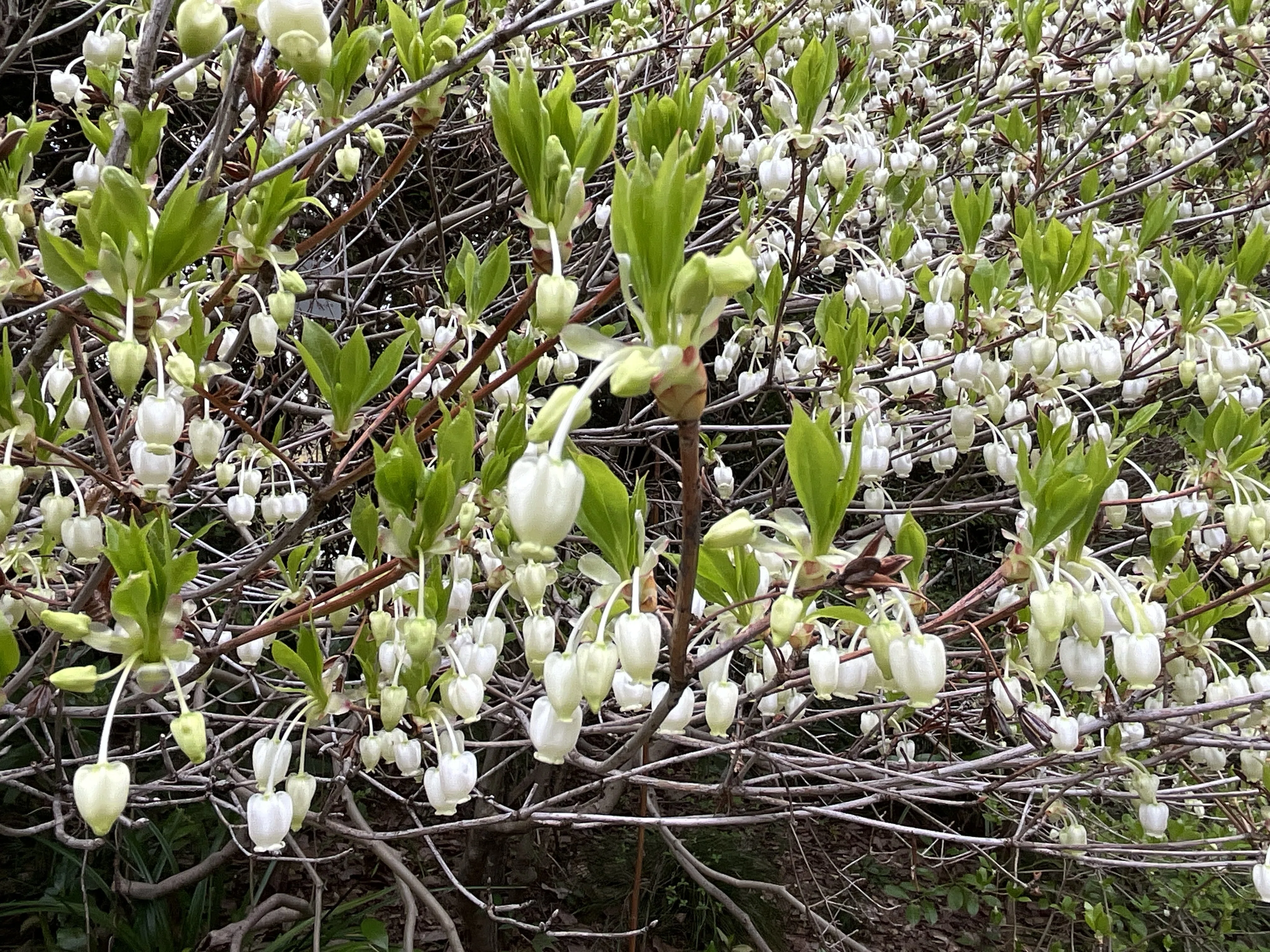 ドウダンツツジの花（京都府立植物園）：2026年4月10日（金）｜藤井