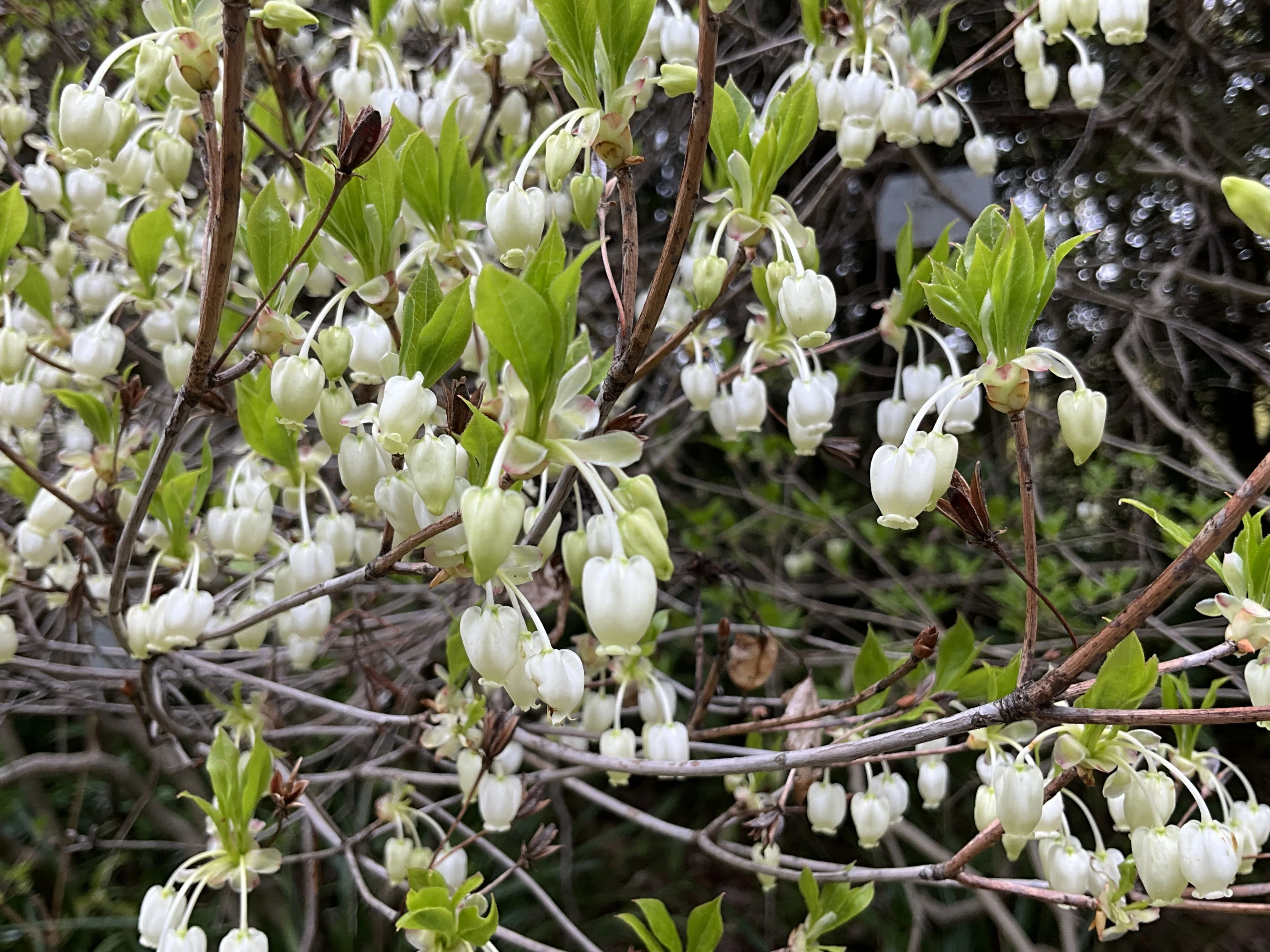 ドウダンツツジの花（京都府立植物園）：2026年4月10日（金）｜藤井