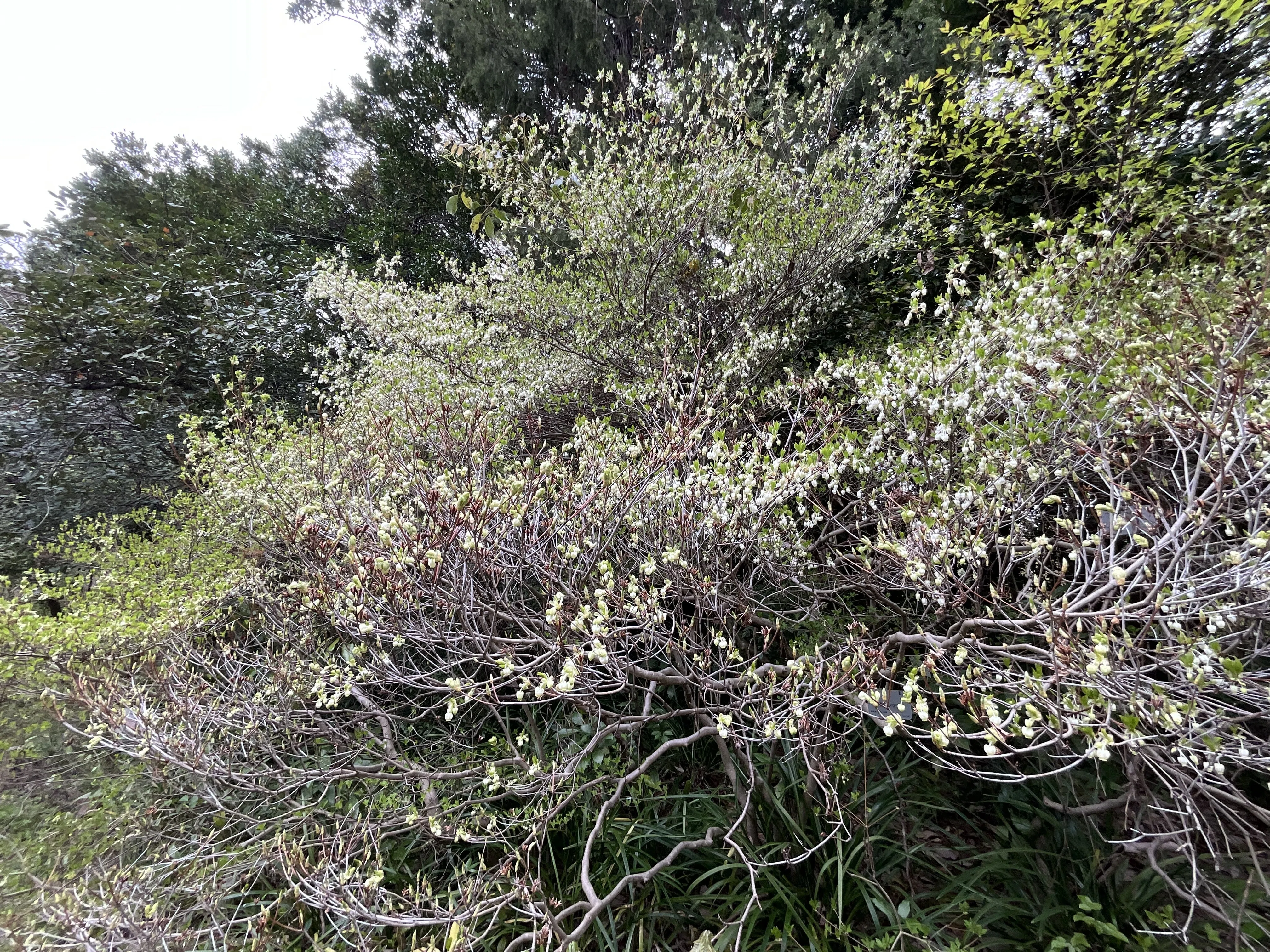 ドウダンツツジの花（京都府立植物園）：2026年4月10日（金）｜藤井