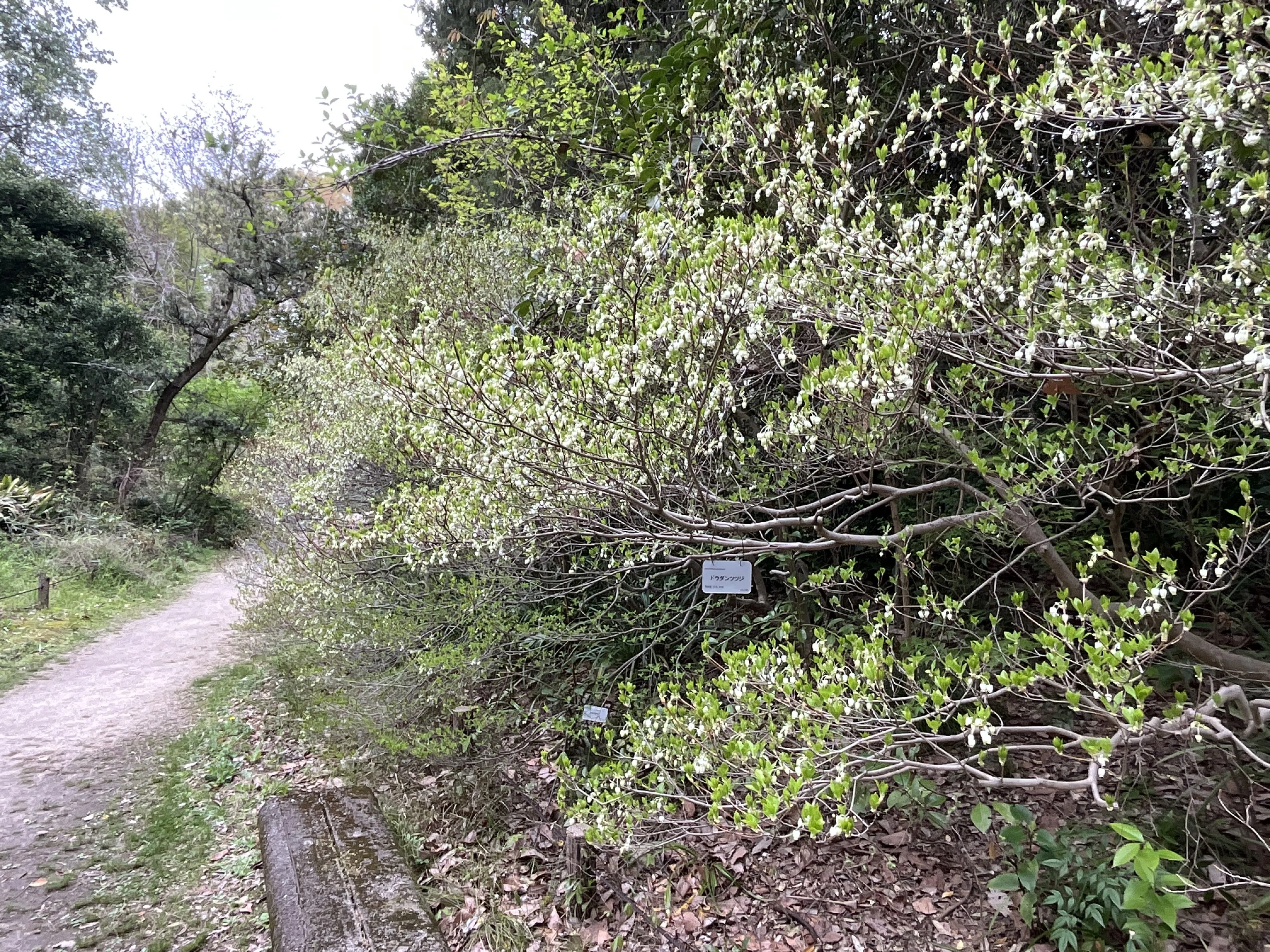 ドウダンツツジの花（京都府立植物園）：2026年4月10日（金）｜藤井
