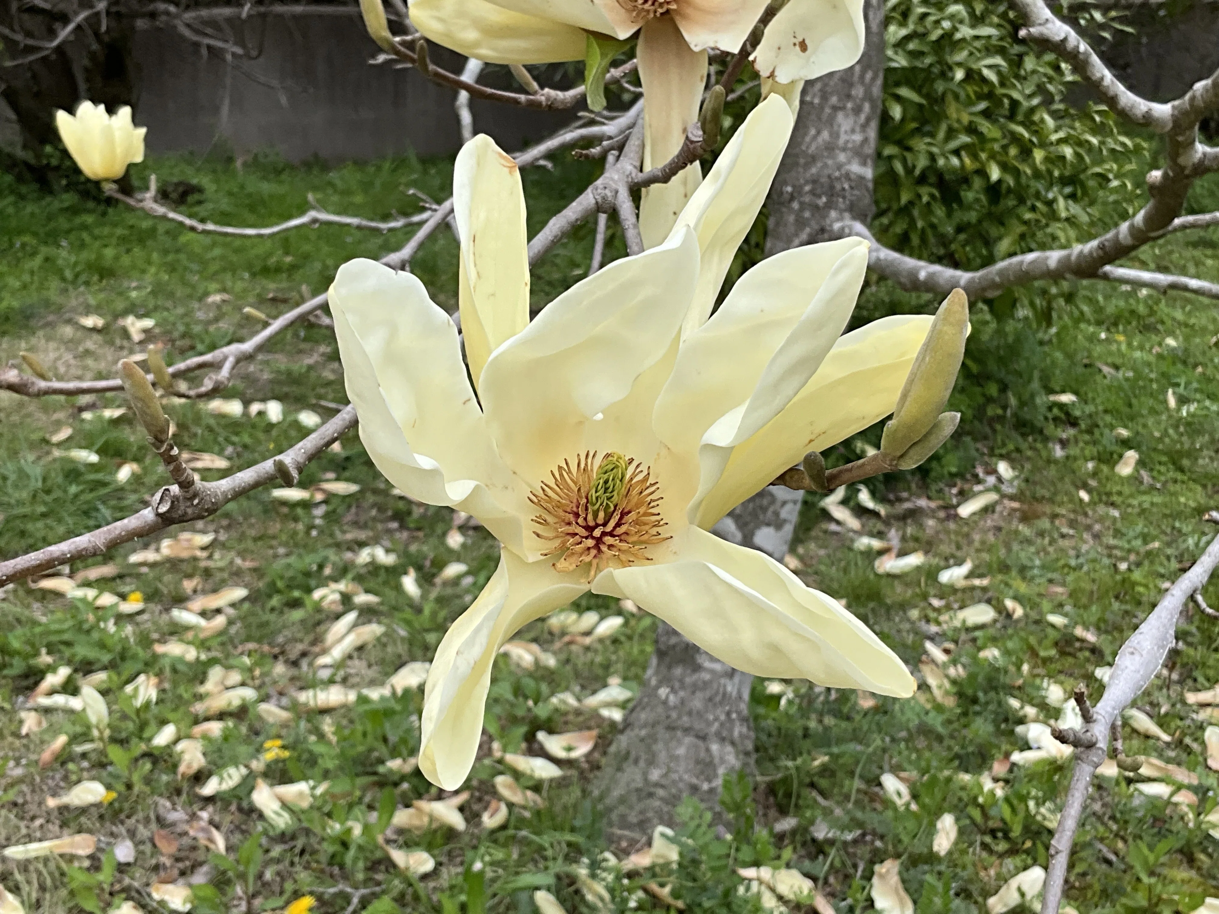 キンジュモクレン（京都府立植物園）：2026年4月10日（金）｜藤井秀昭