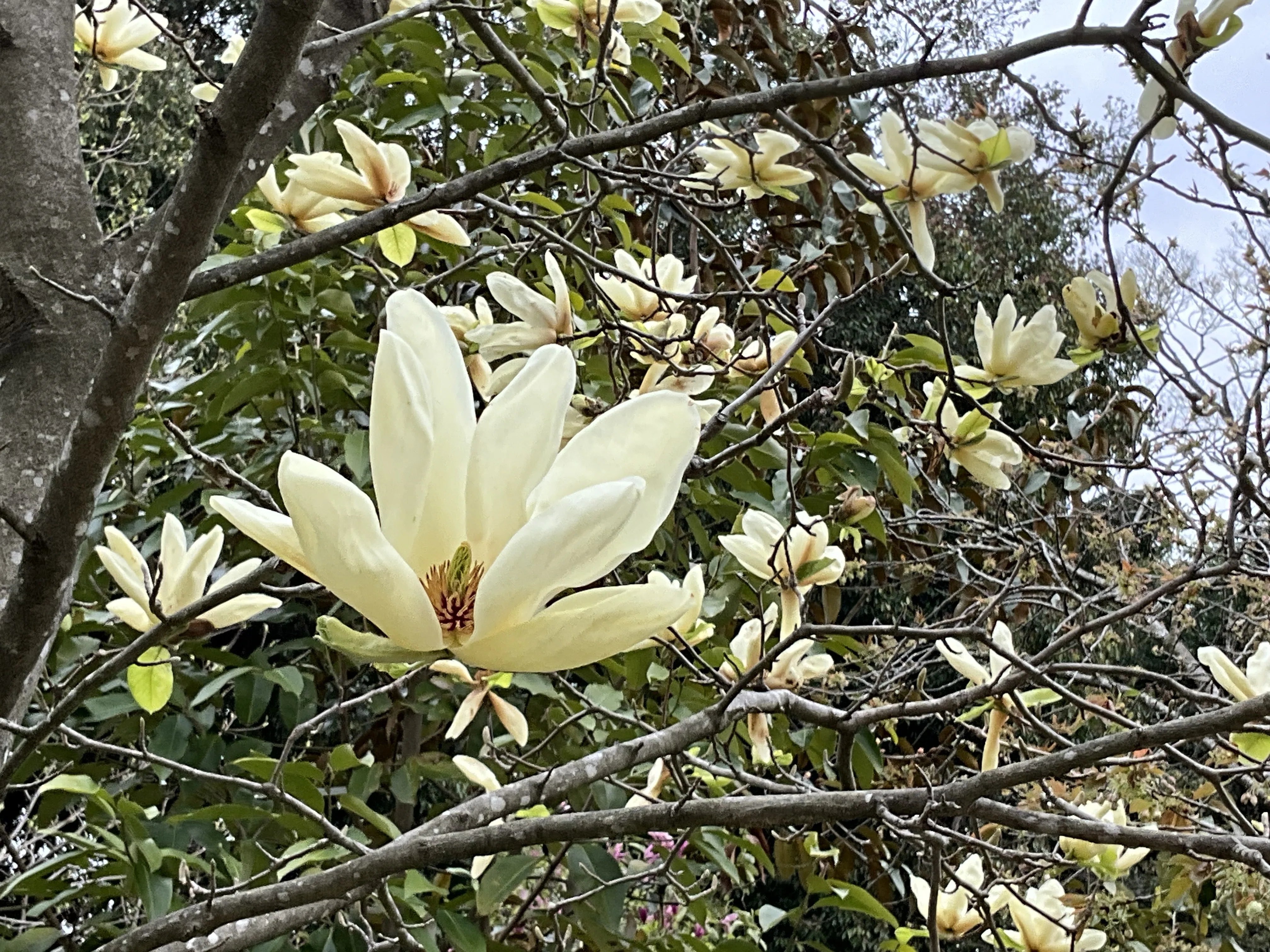 キンジュモクレン（京都府立植物園）：2026年4月10日（金）｜藤井秀昭