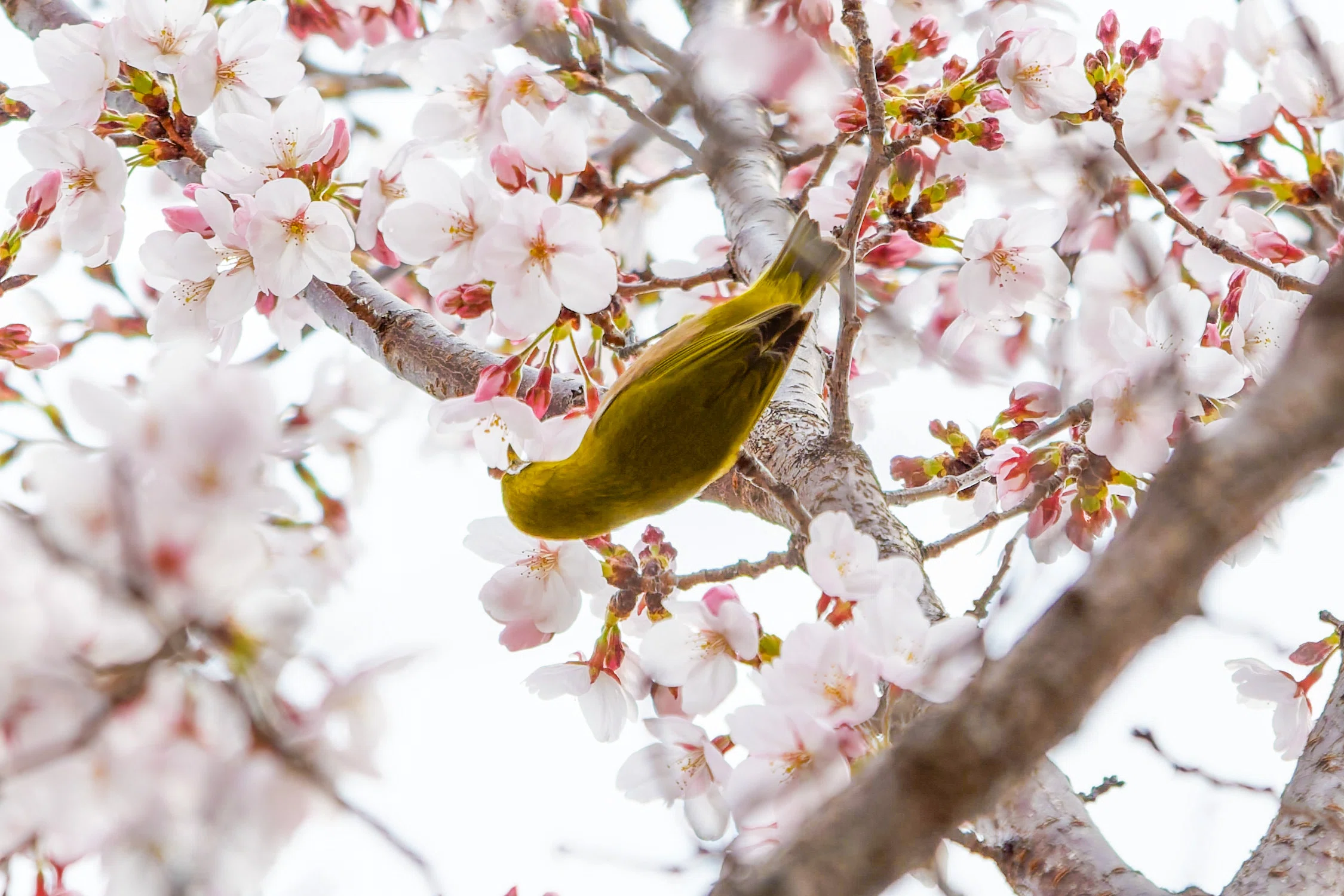 鳥がいく 桜にやって来た鳥さん達｜Miya