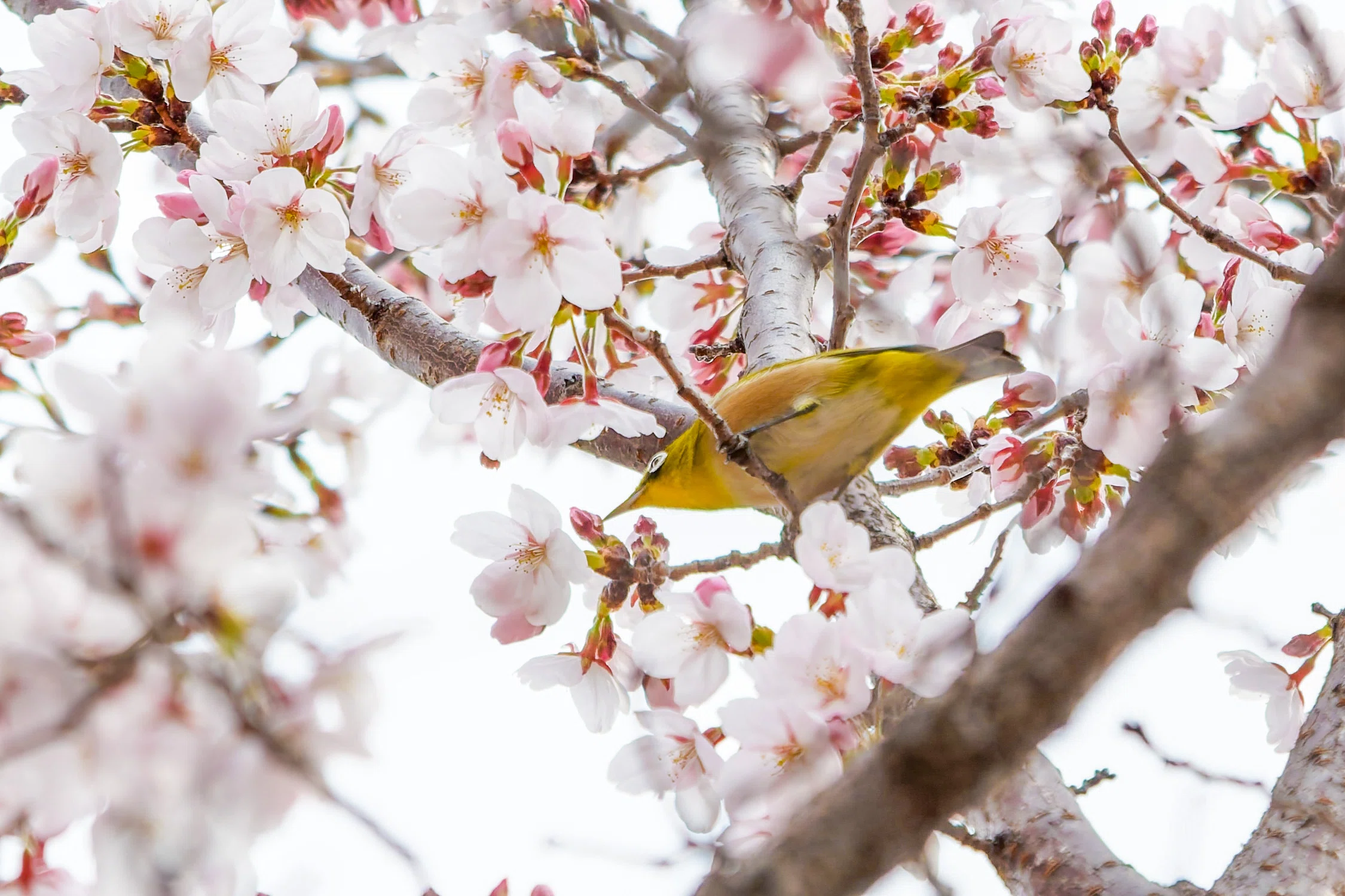 桜にやって来た鳥さん達｜Miya