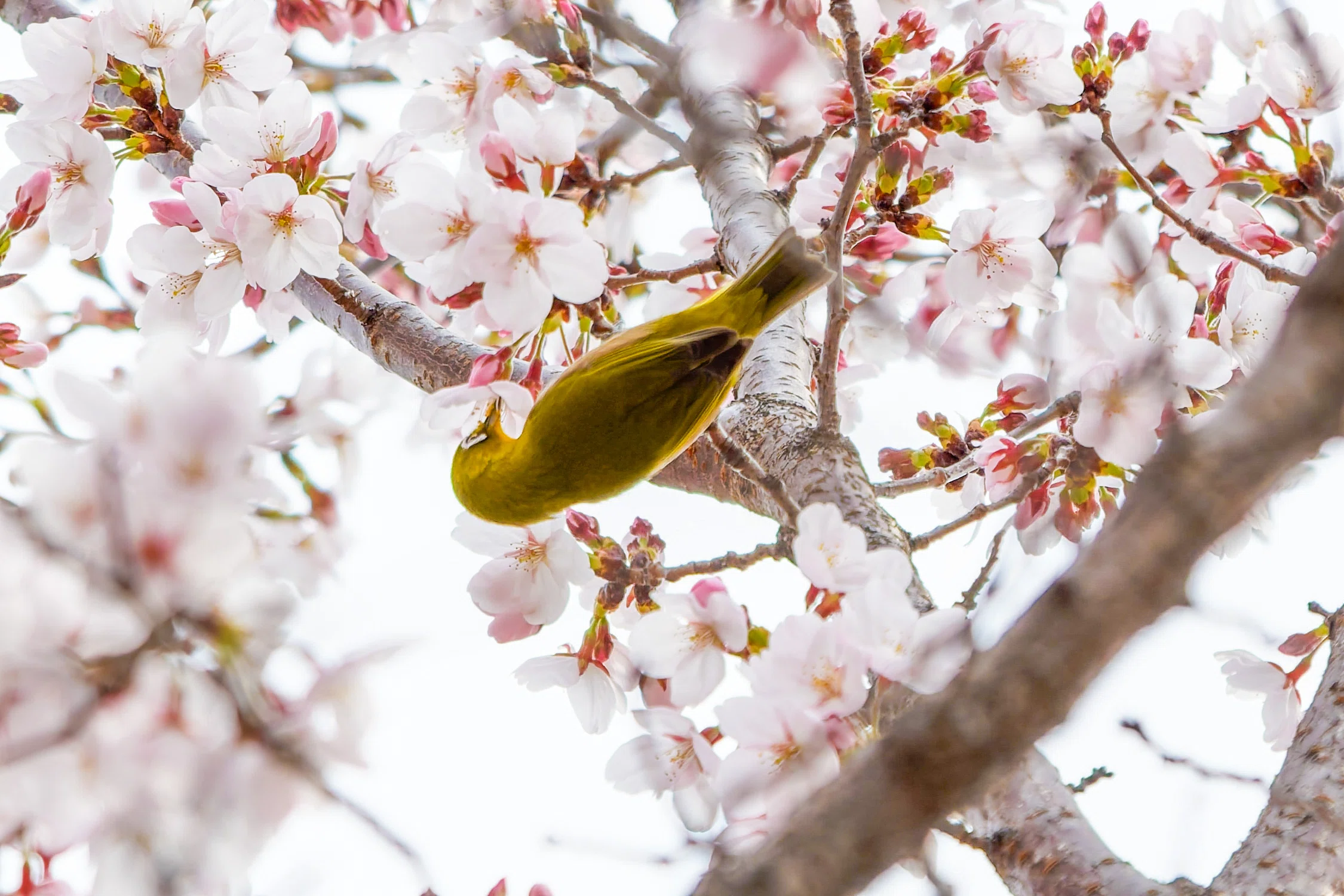 桜にやって来た鳥さん達｜Miya
