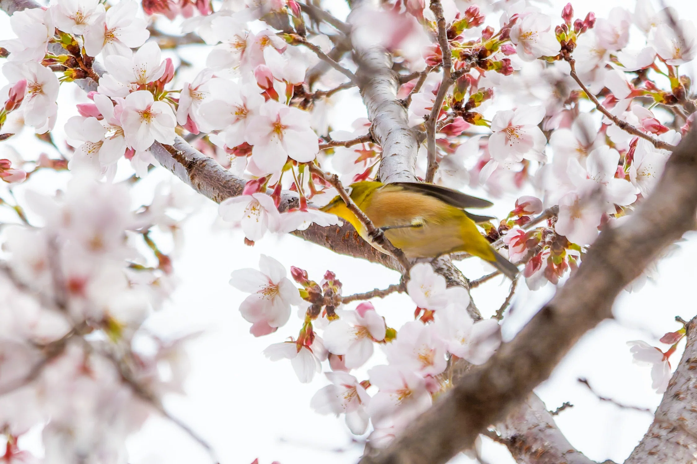 桜にやって来た鳥さん達｜Miya