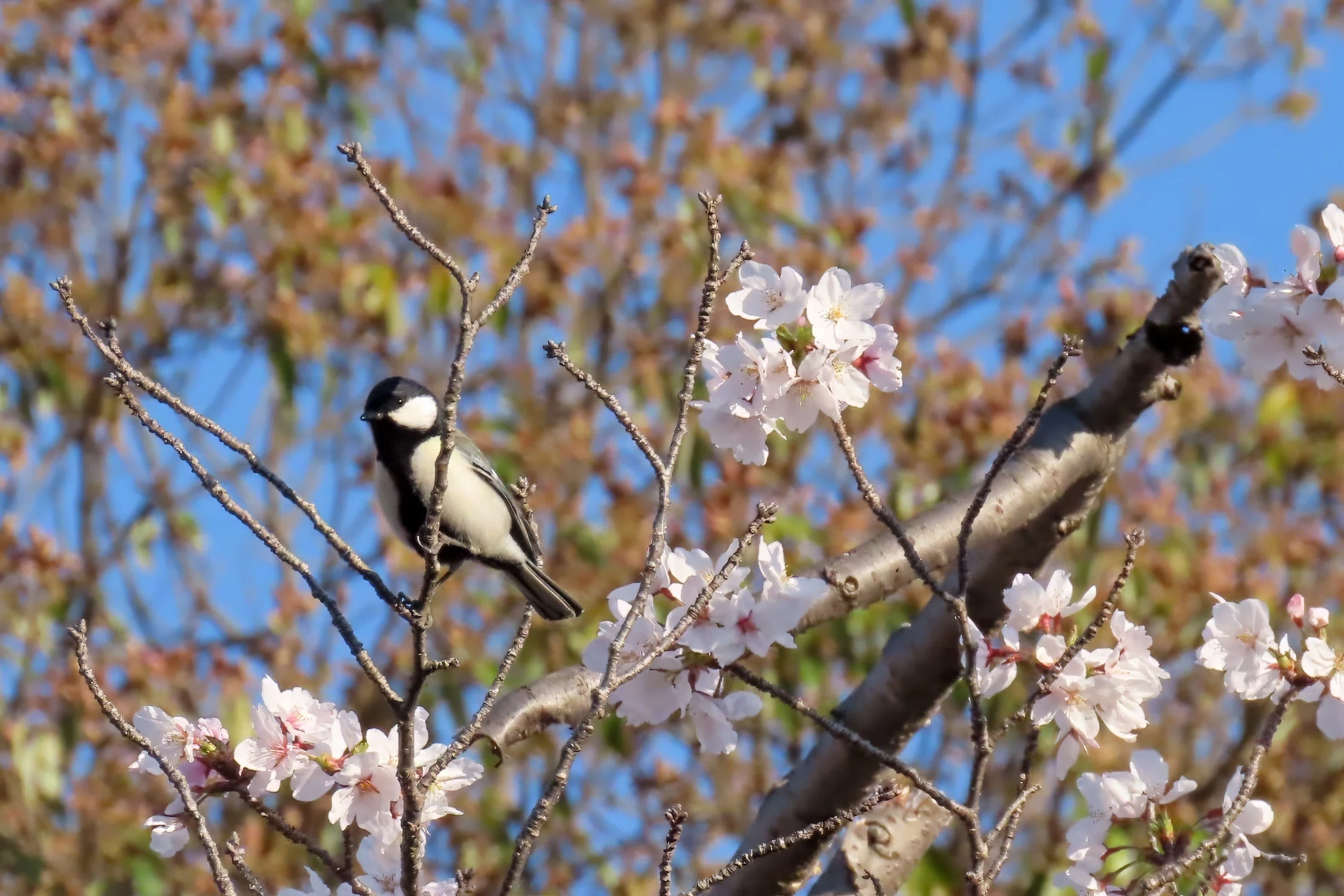 桜にやって来た鳥さん達｜Miya
