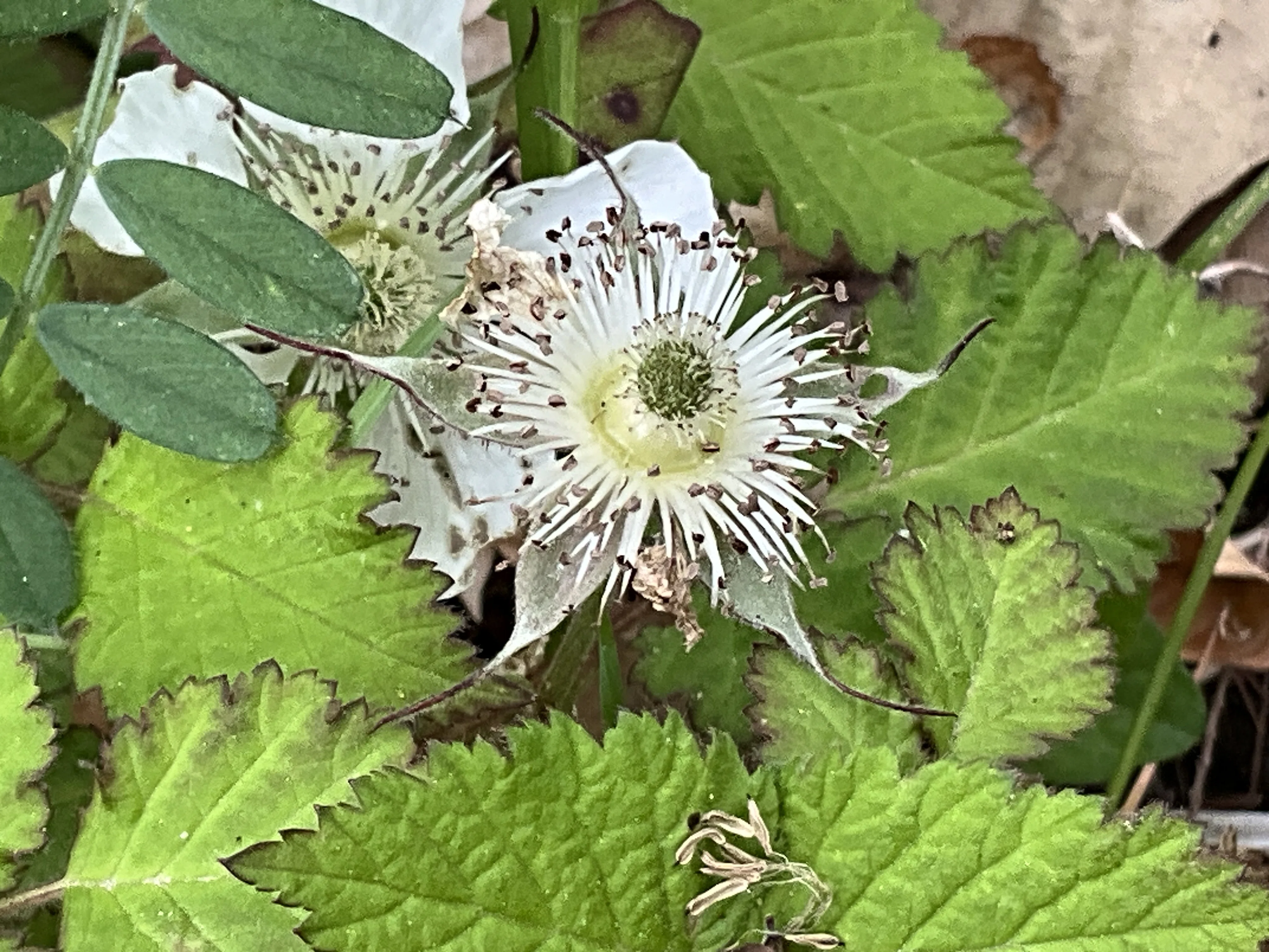 1775755747-