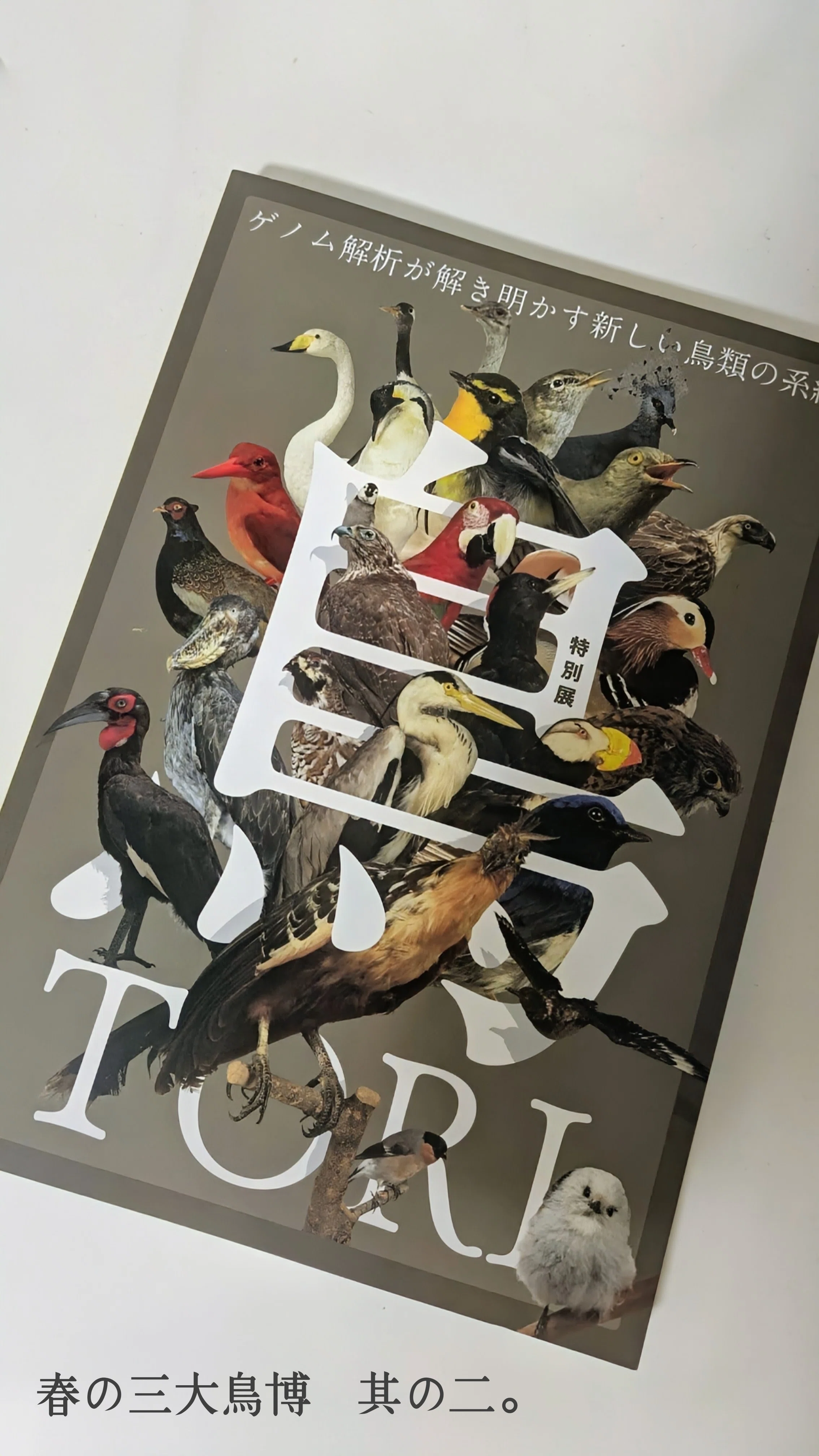 特別展 鳥 TORI 》へ行ってきました。｜michio