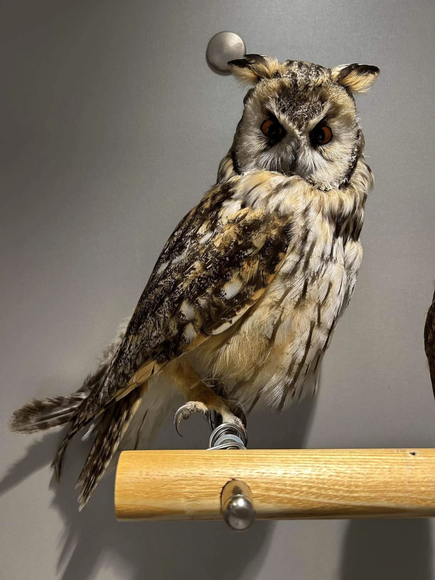 トラフズクが仲間入りしました｜浦幌町立博物館