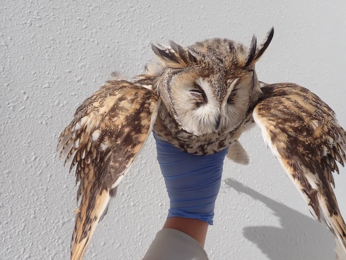 コノハズクの剥製になります トラフズクが仲間入りしました｜浦幌町立博物館
