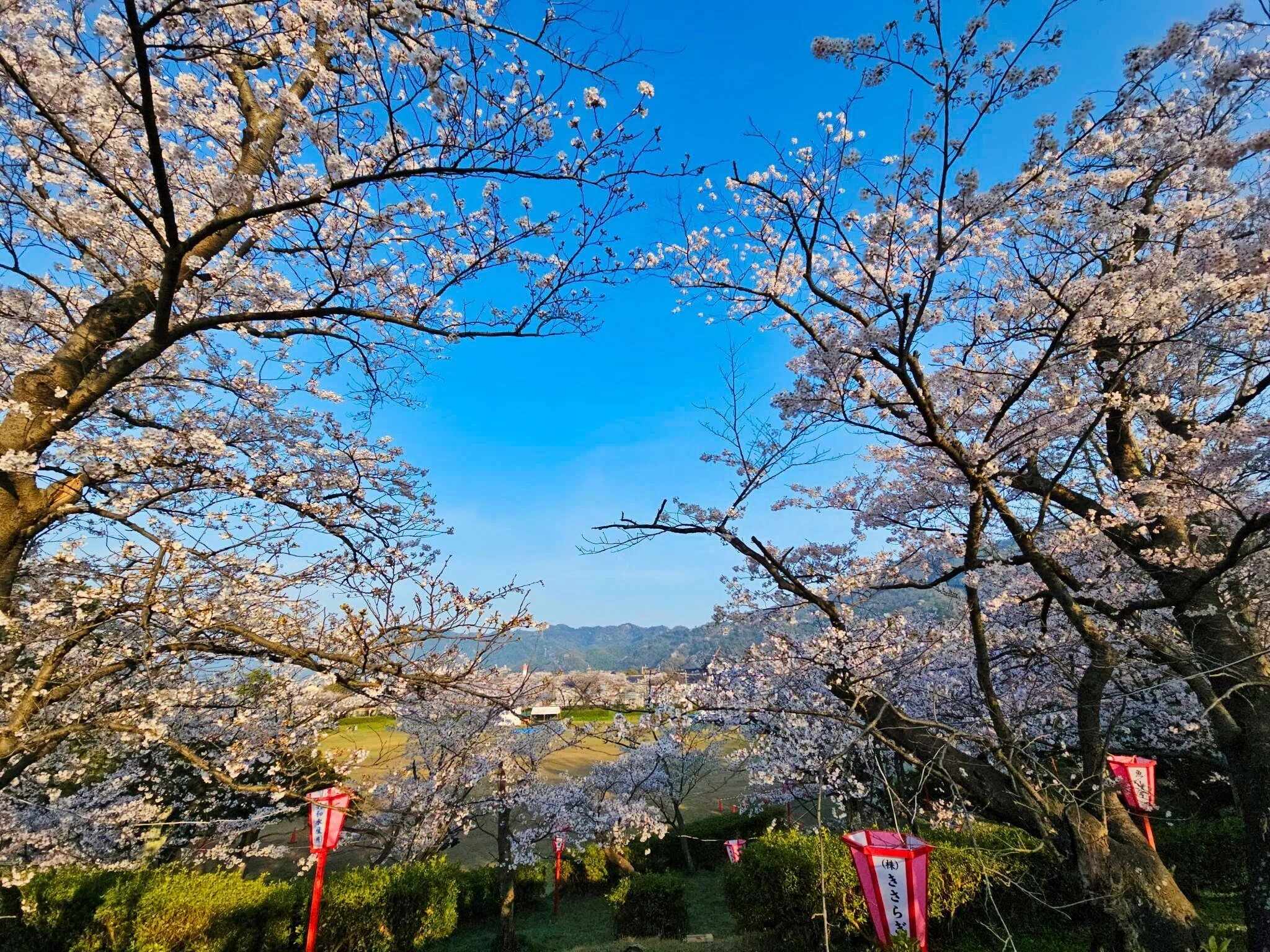 境港市境台場公園の桜 2026年⑫ 写真24枚 動画1本 ｜山陰のジロー/山陰