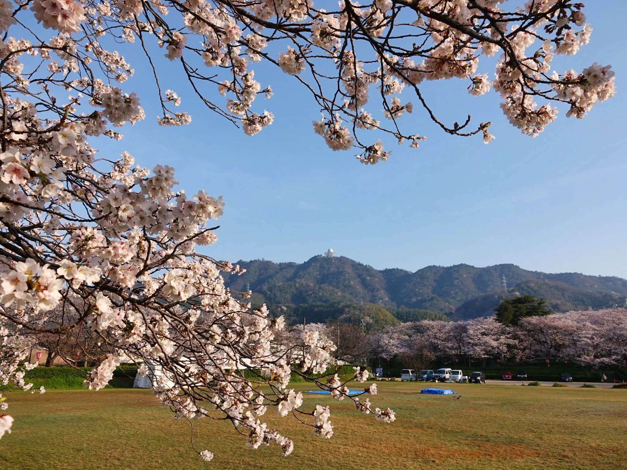 境港市境台場公園の桜 2026年⑫ 写真24枚 動画1本 ｜山陰のジロー/山陰