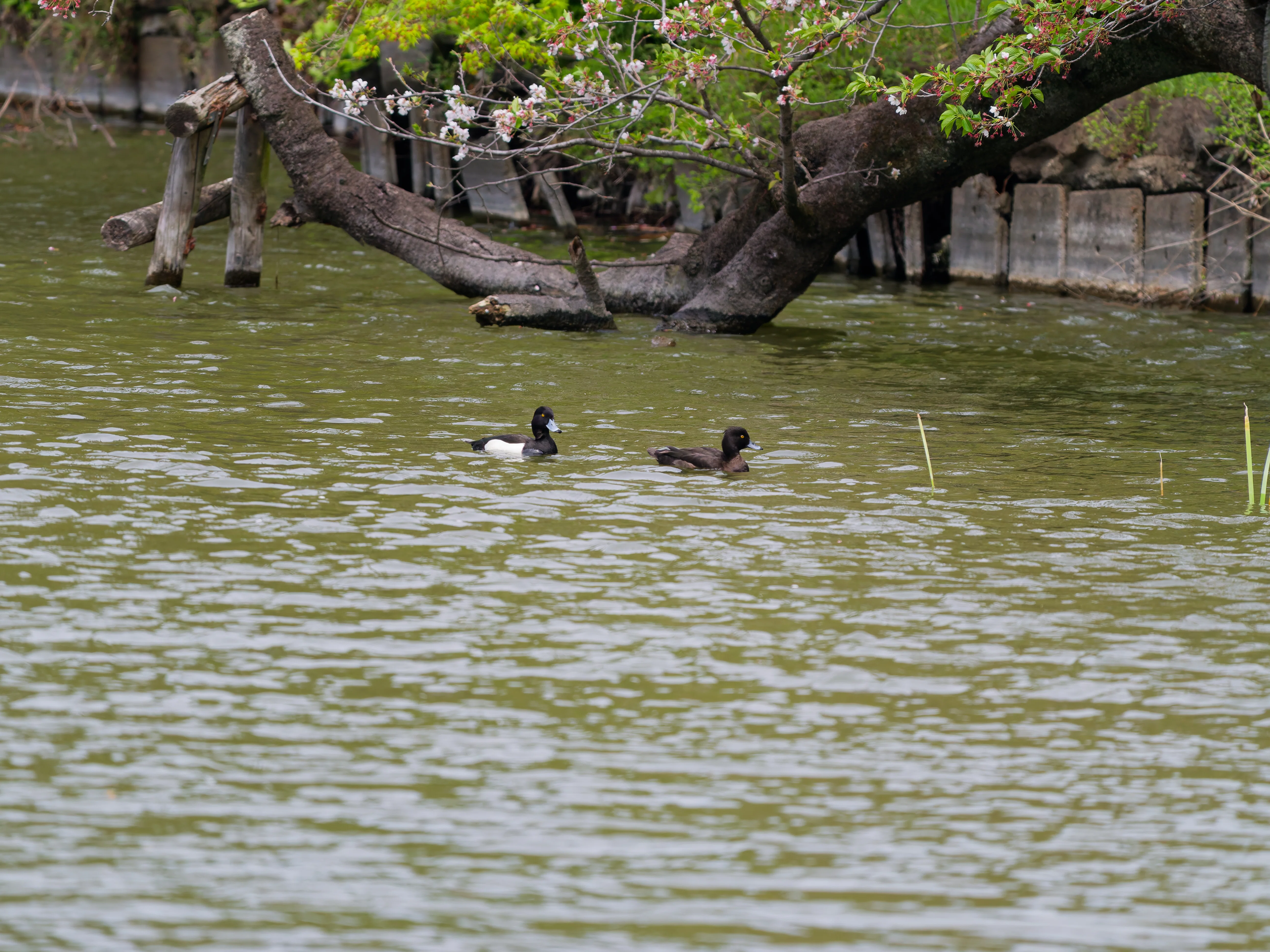井の頭公園鳥見｜akira@fuchu