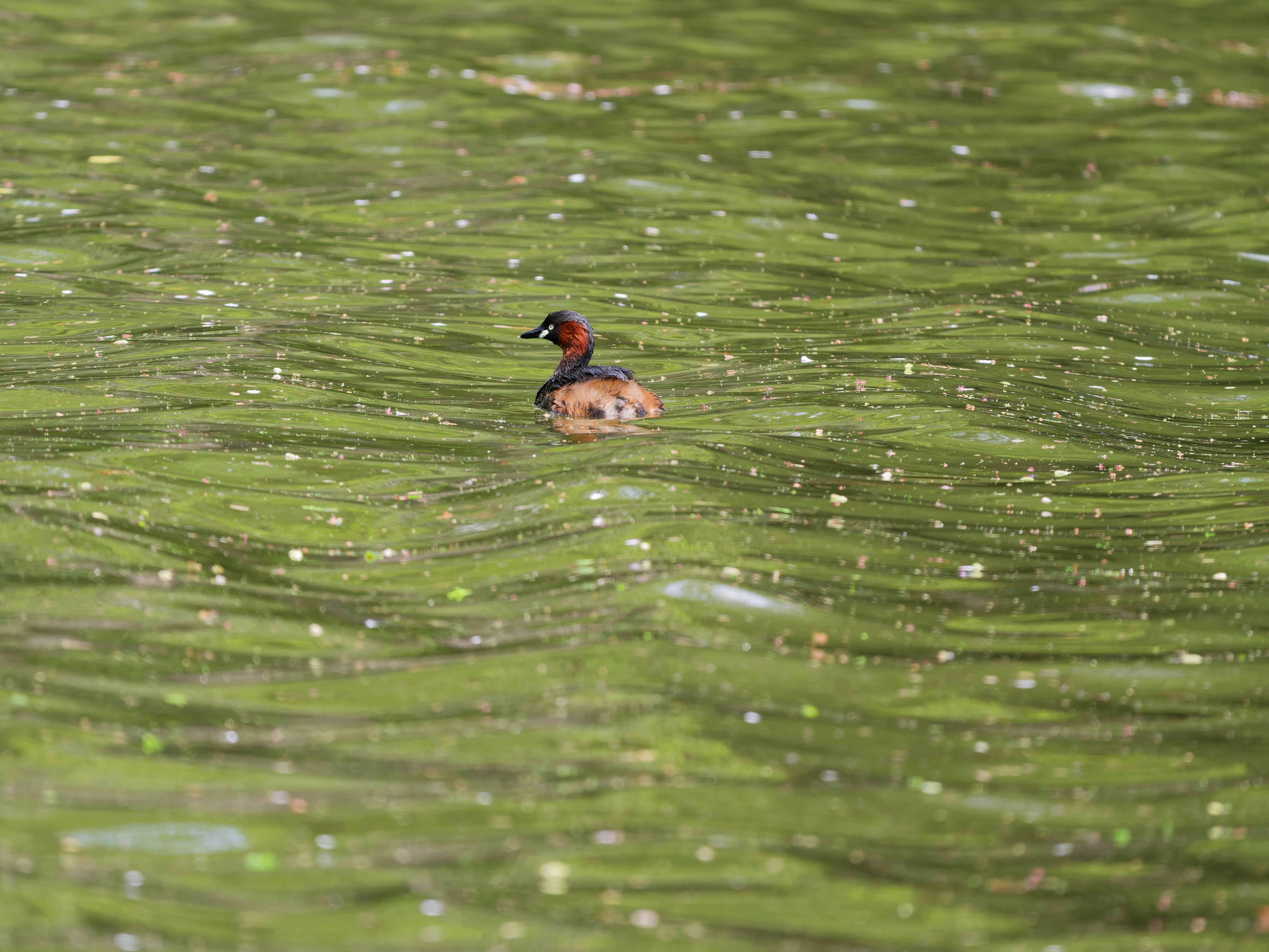 井の頭公園鳥見｜akira@fuchu