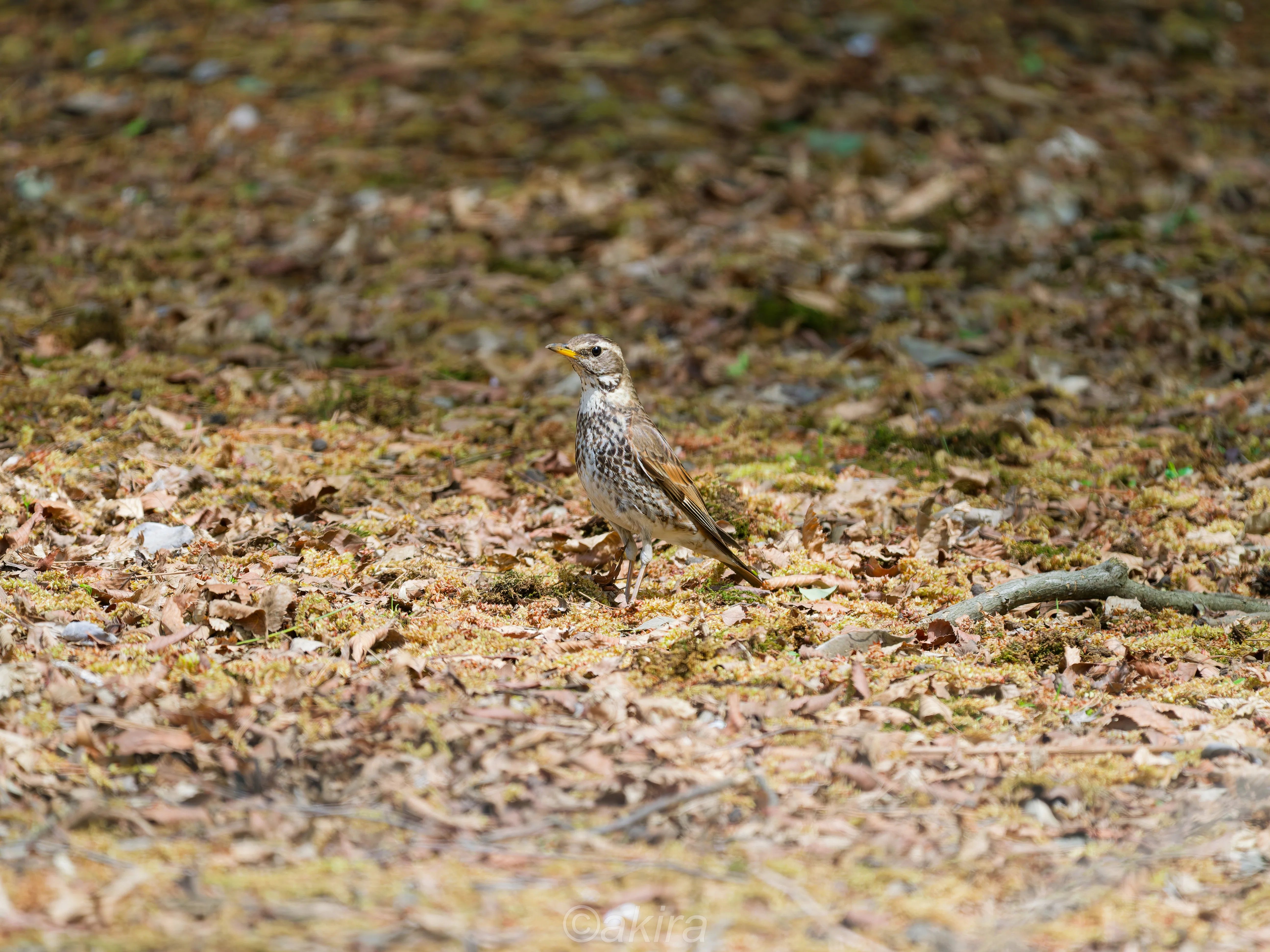 井の頭公園鳥見｜akira@fuchu