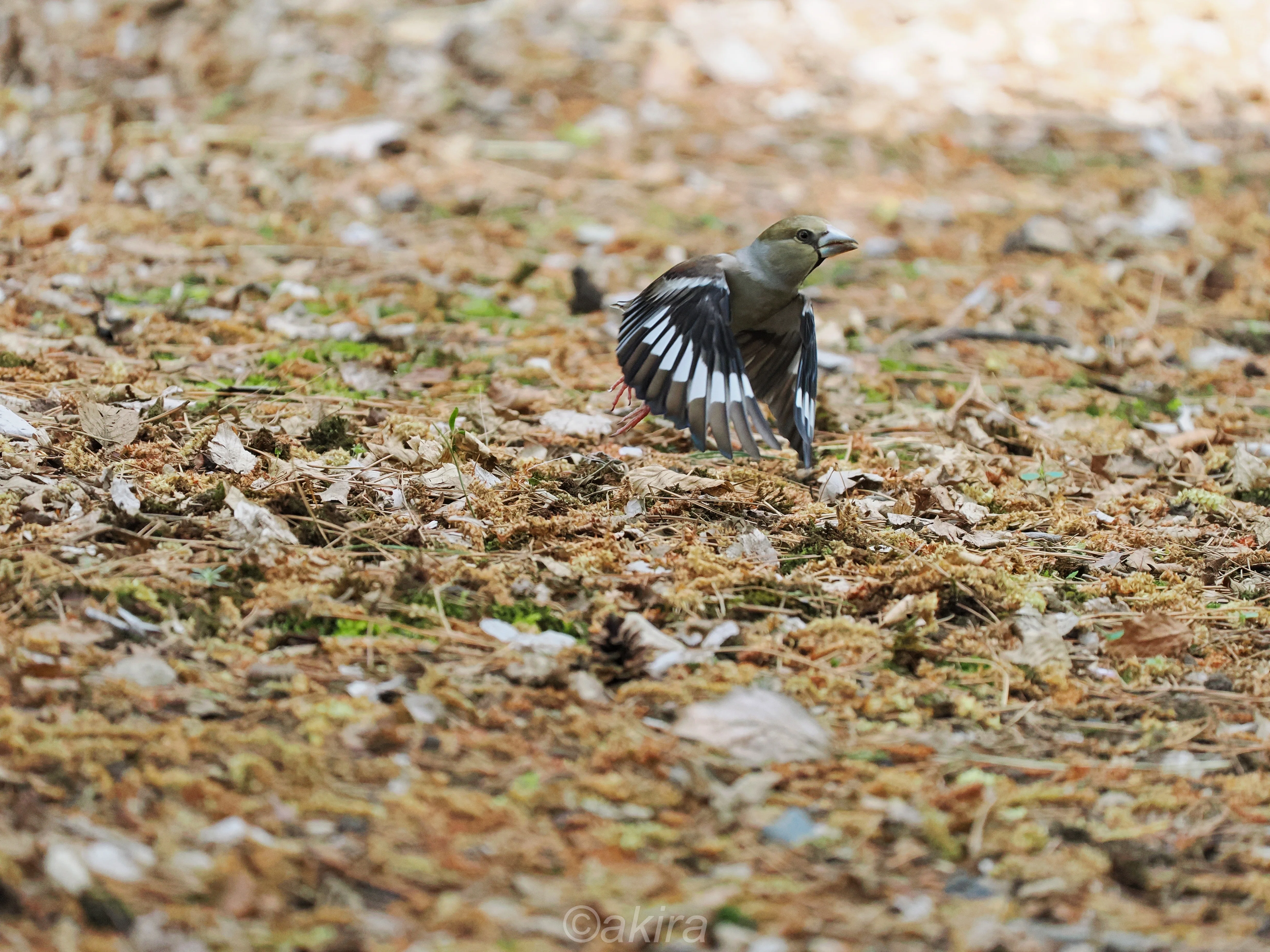 井の頭公園鳥見｜akira@fuchu