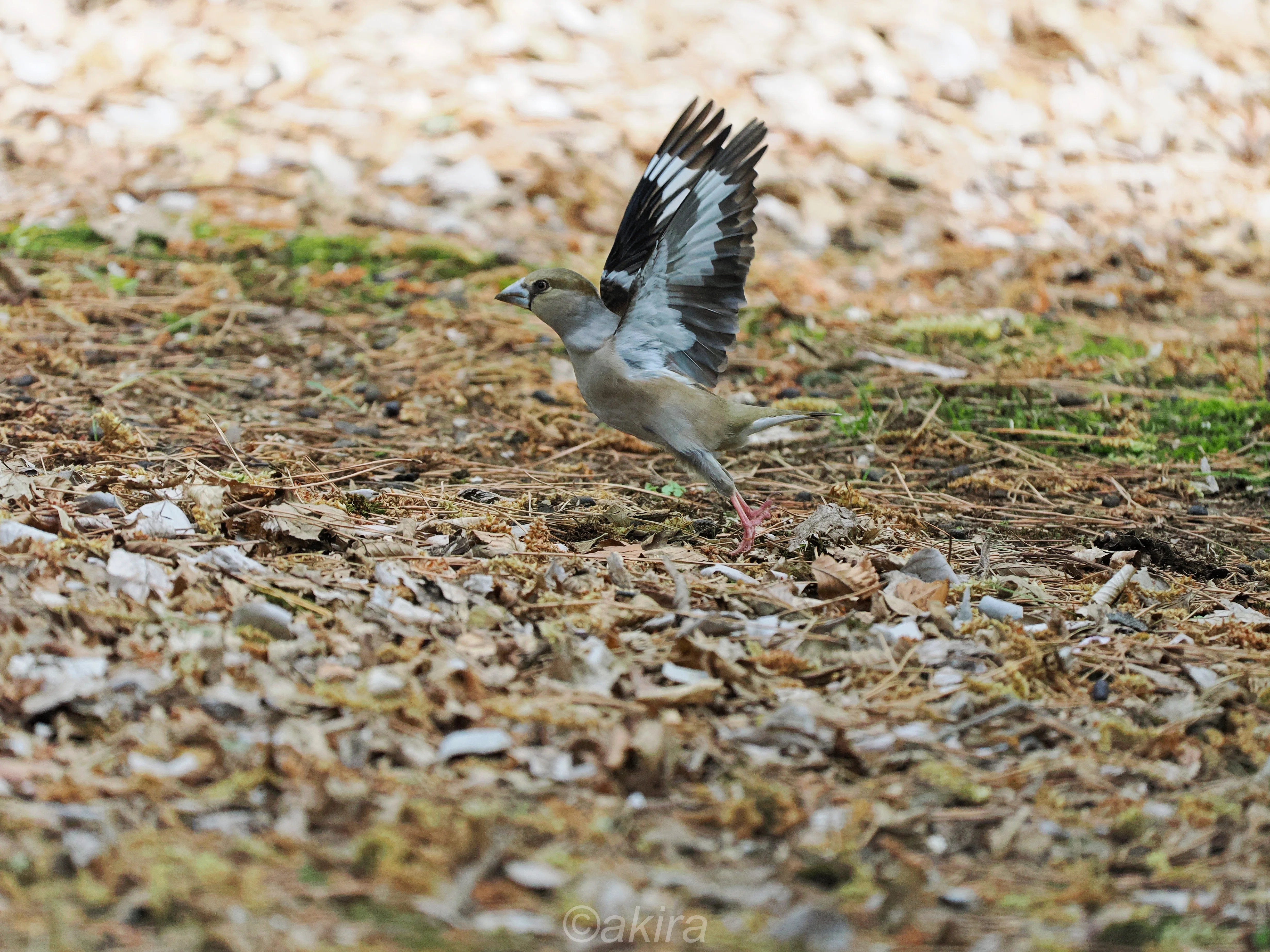 井の頭公園鳥見｜akira@fuchu