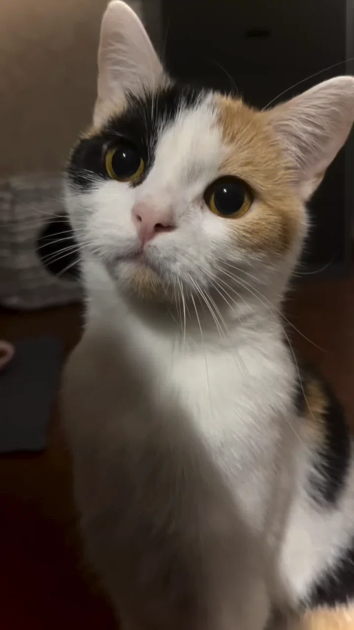 猫ミーム元ネタ百科事典㊵】カップル猫｜名無しの猫ミーム好き