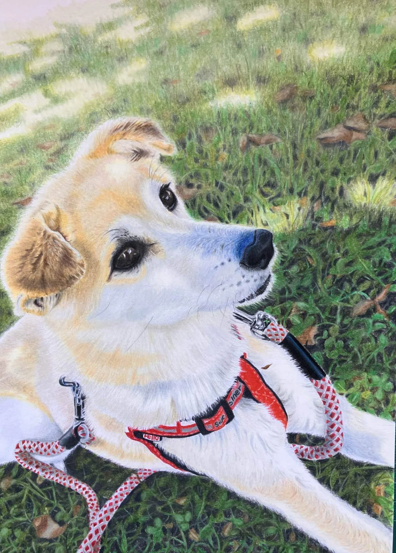 色鉛筆画③虹の橋を渡ったワンちゃん🐶｜gummychokonote