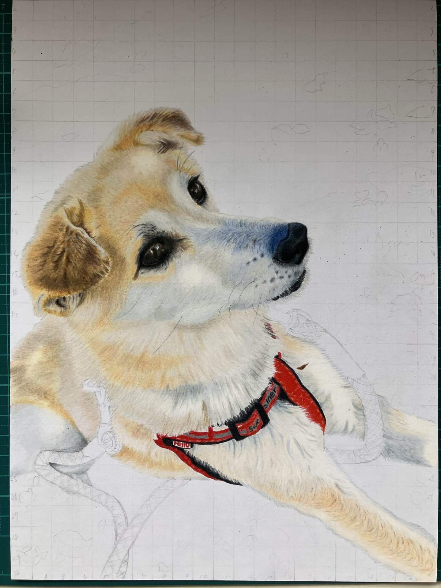 色鉛筆画③虹の橋を渡ったワンちゃん🐶｜gummychokonote
