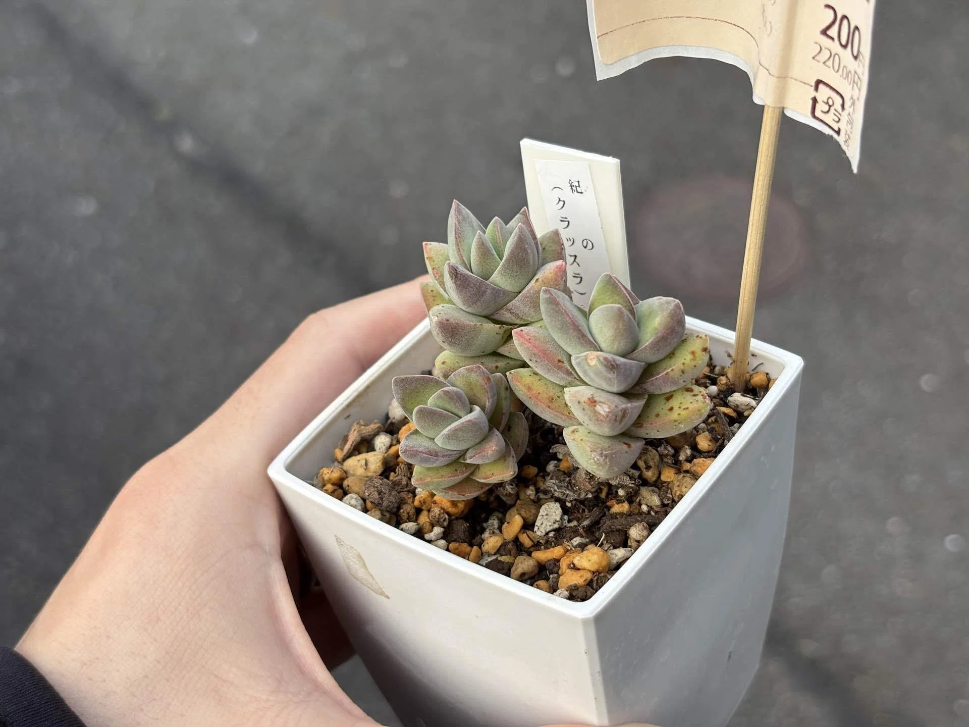 ベニカスプレーは効果ある？茶色の点々がある多肉に使ってみた結果