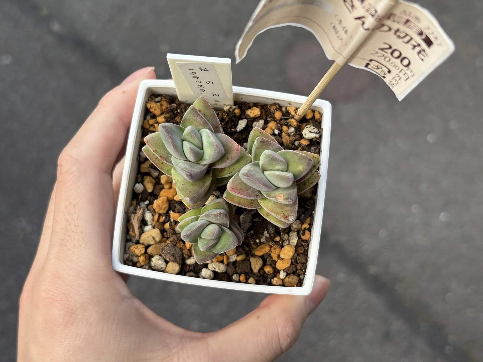ベニカスプレーは効果ある？茶色の点々がある多肉に使ってみた結果