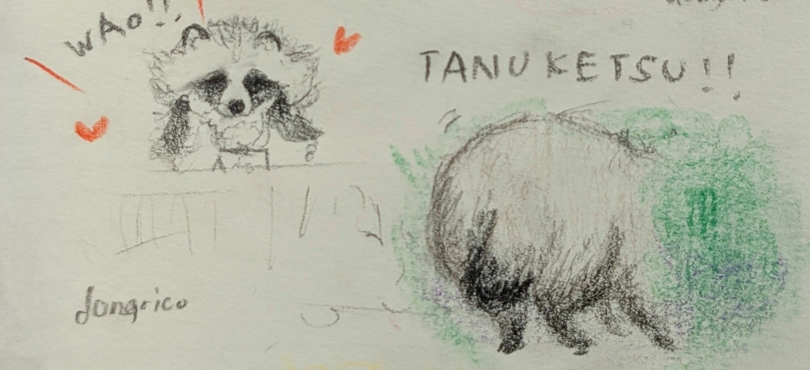 思い立ったがタヌキ日和」動物園にタヌキを見に行った話｜どんぐり子
