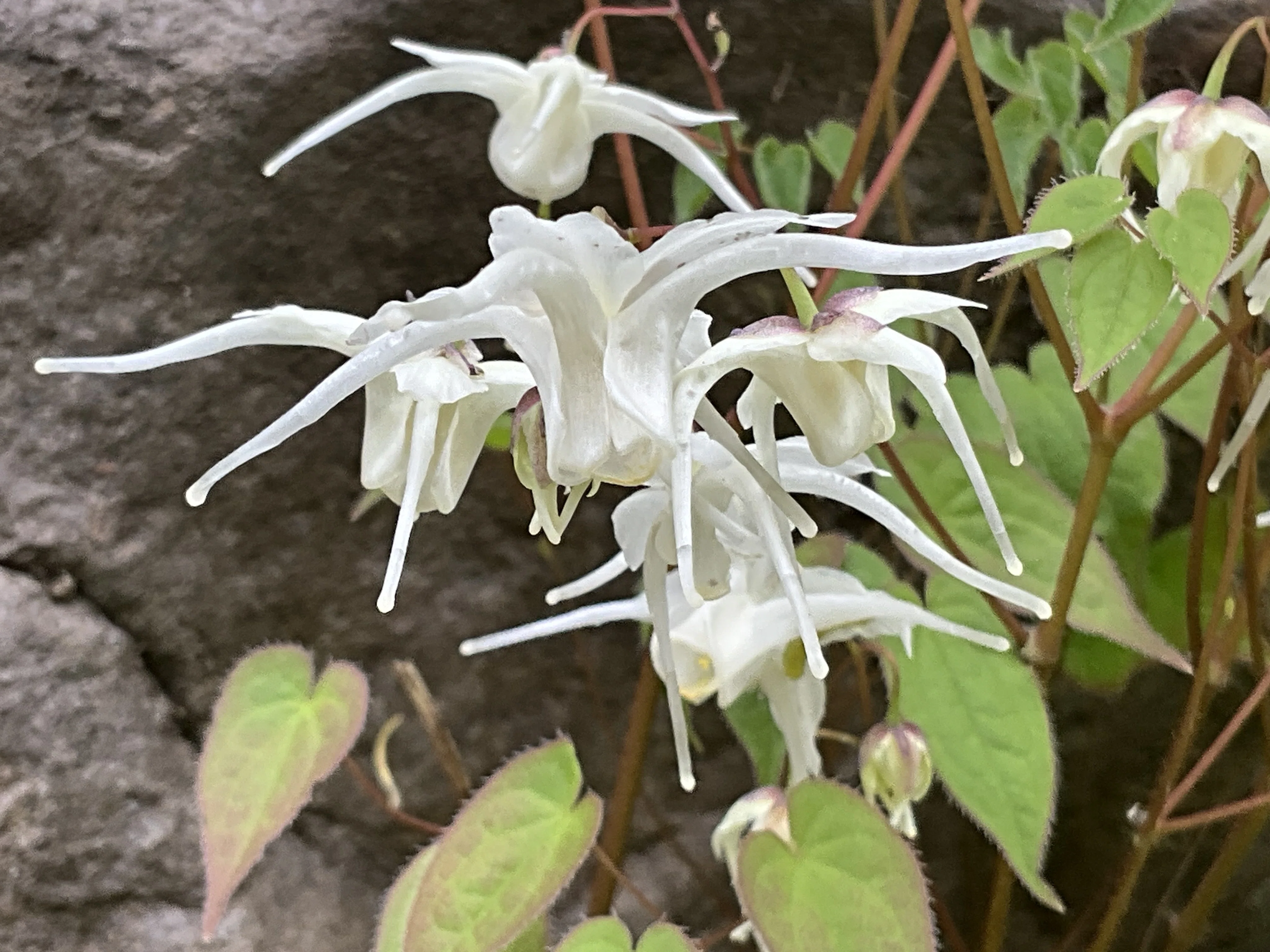 白花のイカリソウ類（京都府立植物園）：2026年4月10日（金）｜藤井 