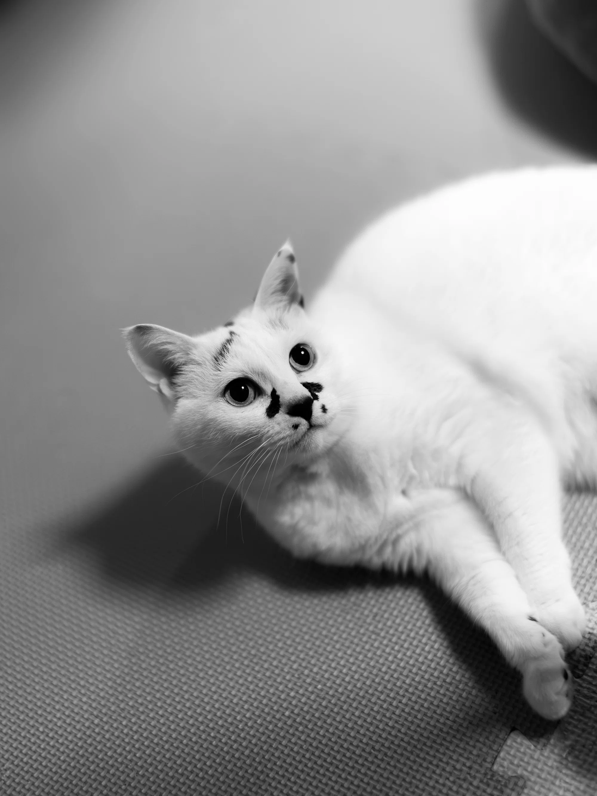 Zf ＋ NOKTON 40mm F1.2（先発メンバー総入れ替え）｜ハラヒロシ