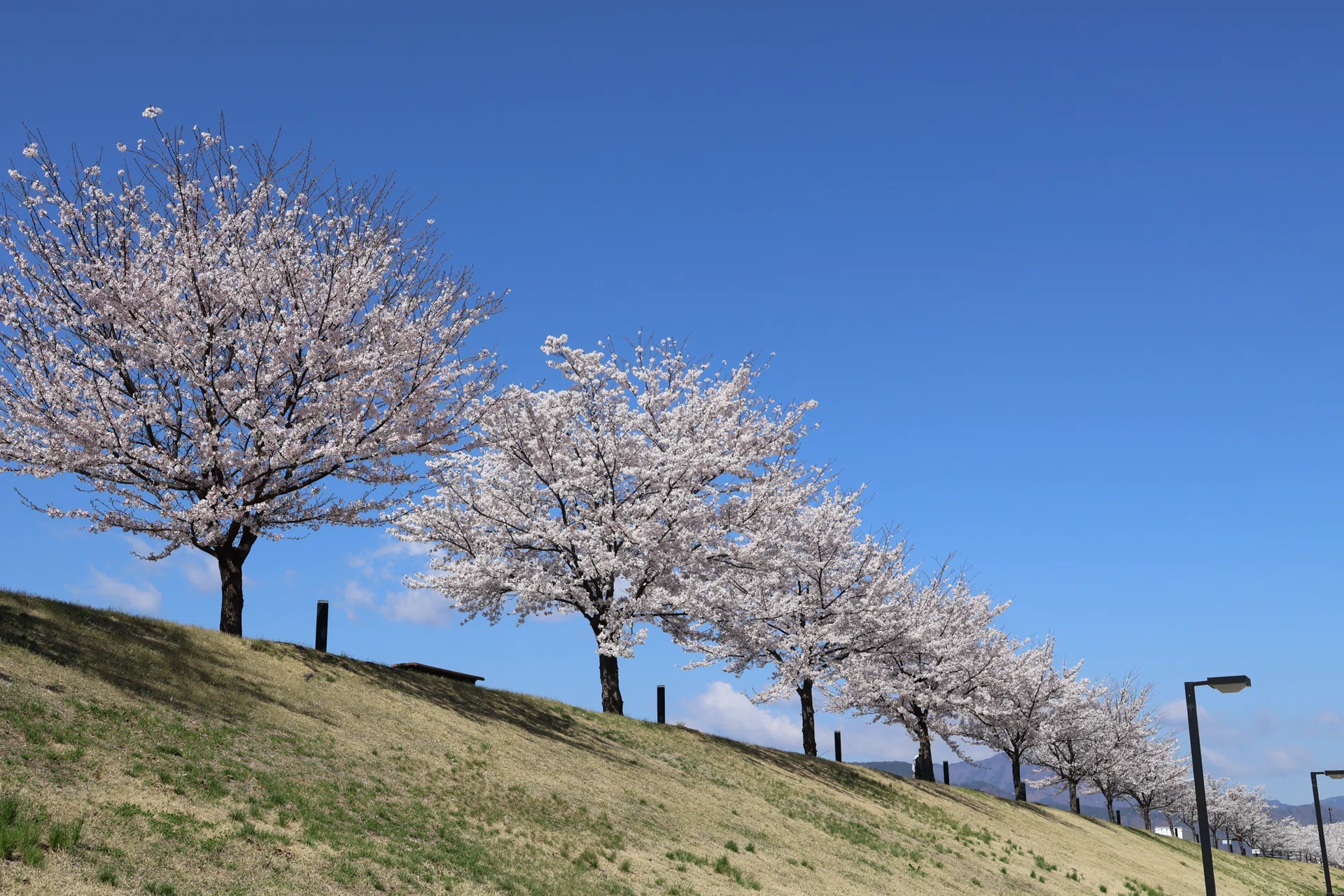 桜並木と青空｜kaori |