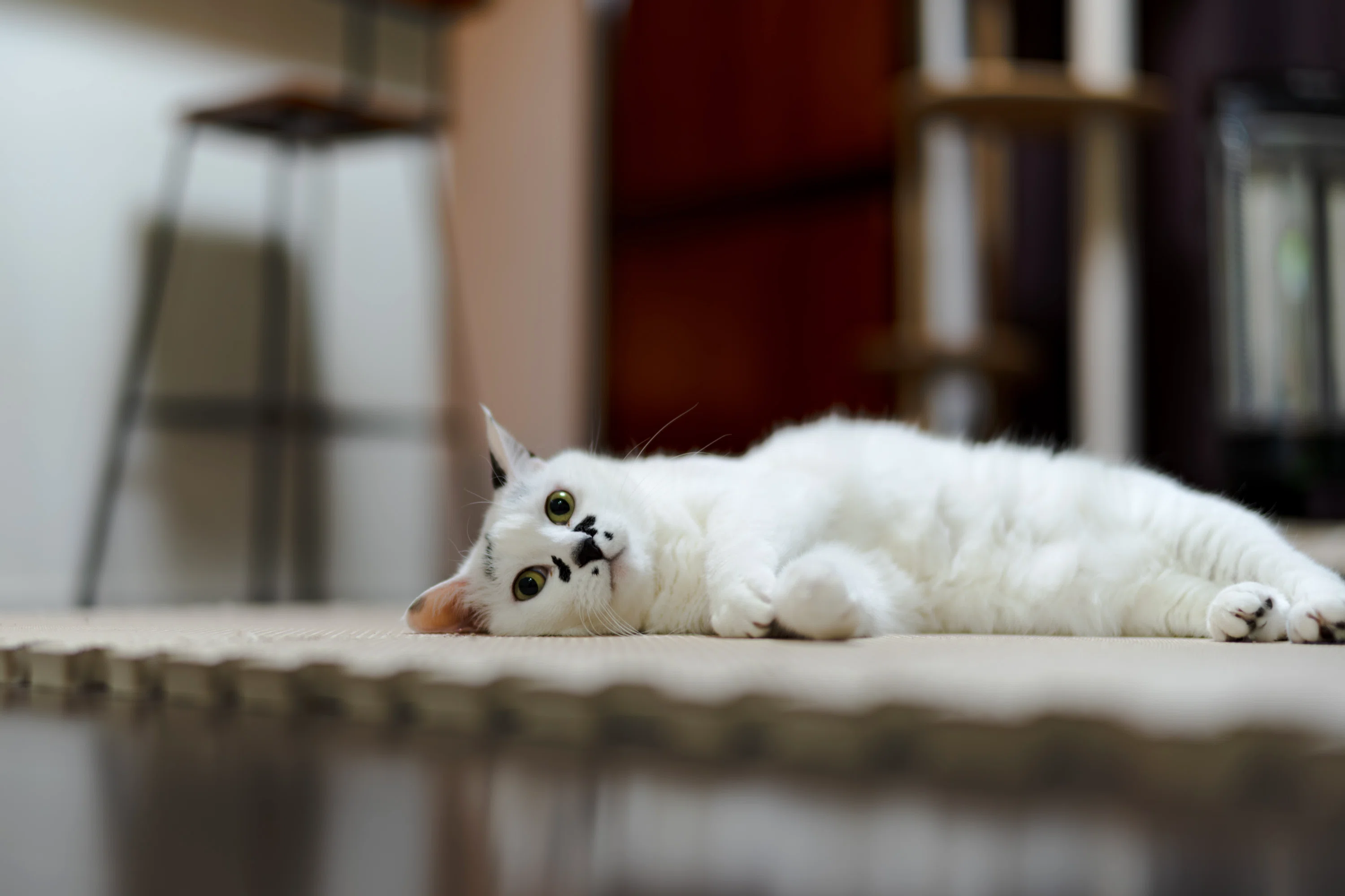 Zf ＋ NOKTON 40mm F1.2（先発メンバー総入れ替え）｜ハラヒロシ