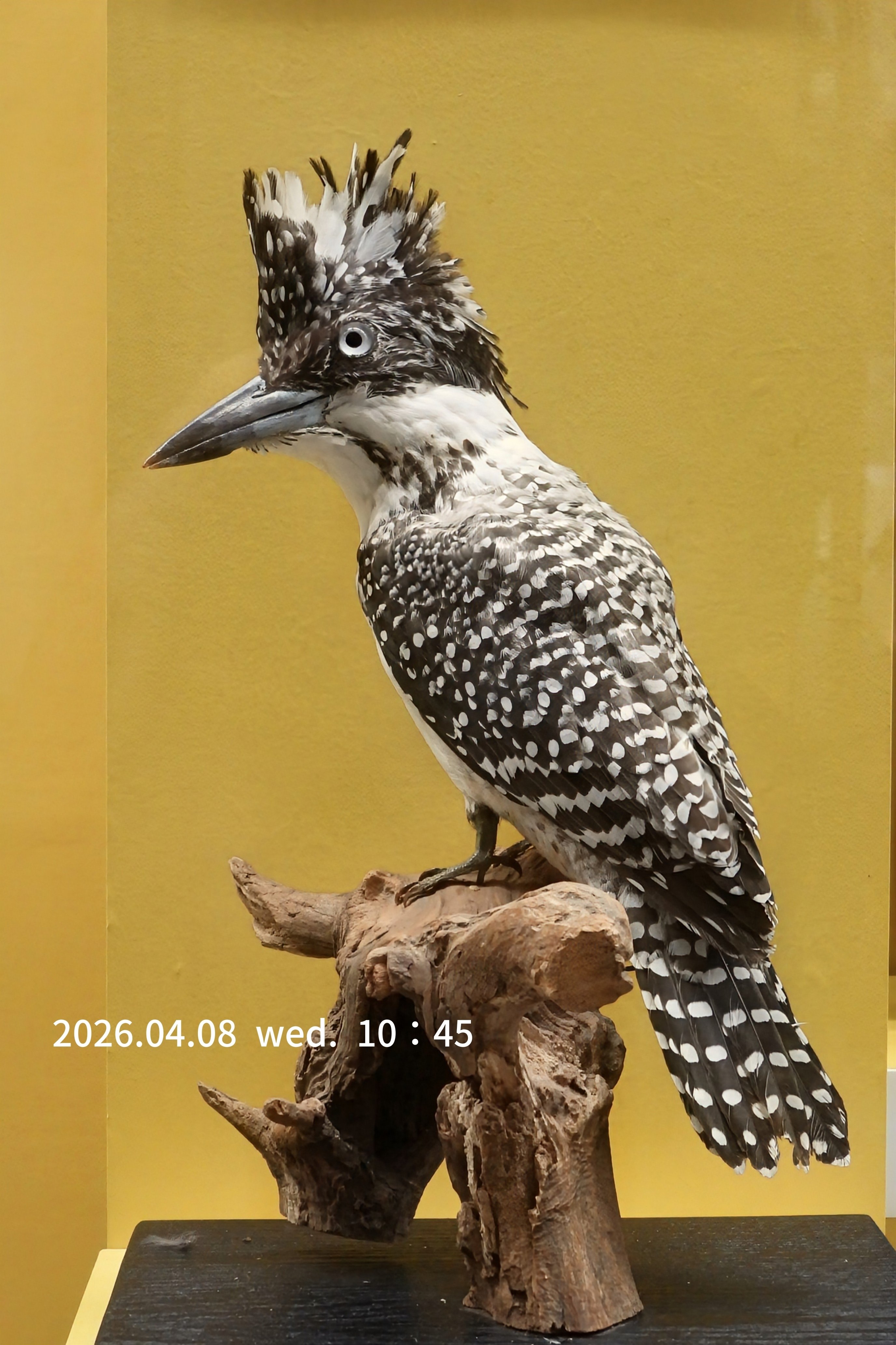 特別展 鳥 TORI 》へ行ってきました。｜michio