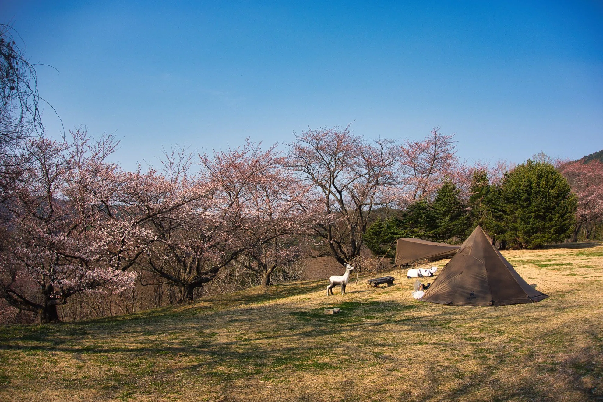 2026.4.8 峠の森自然公園キャンプ場｜ajasuco