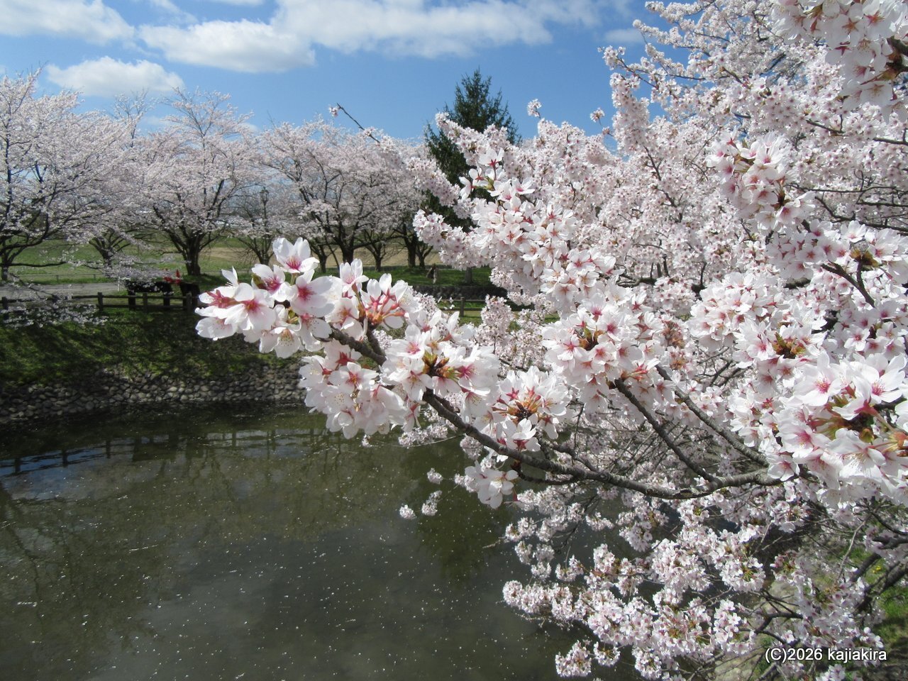 新発田市の桜スポット「加治川治水記念公園」の桜（4/8）｜加持顕