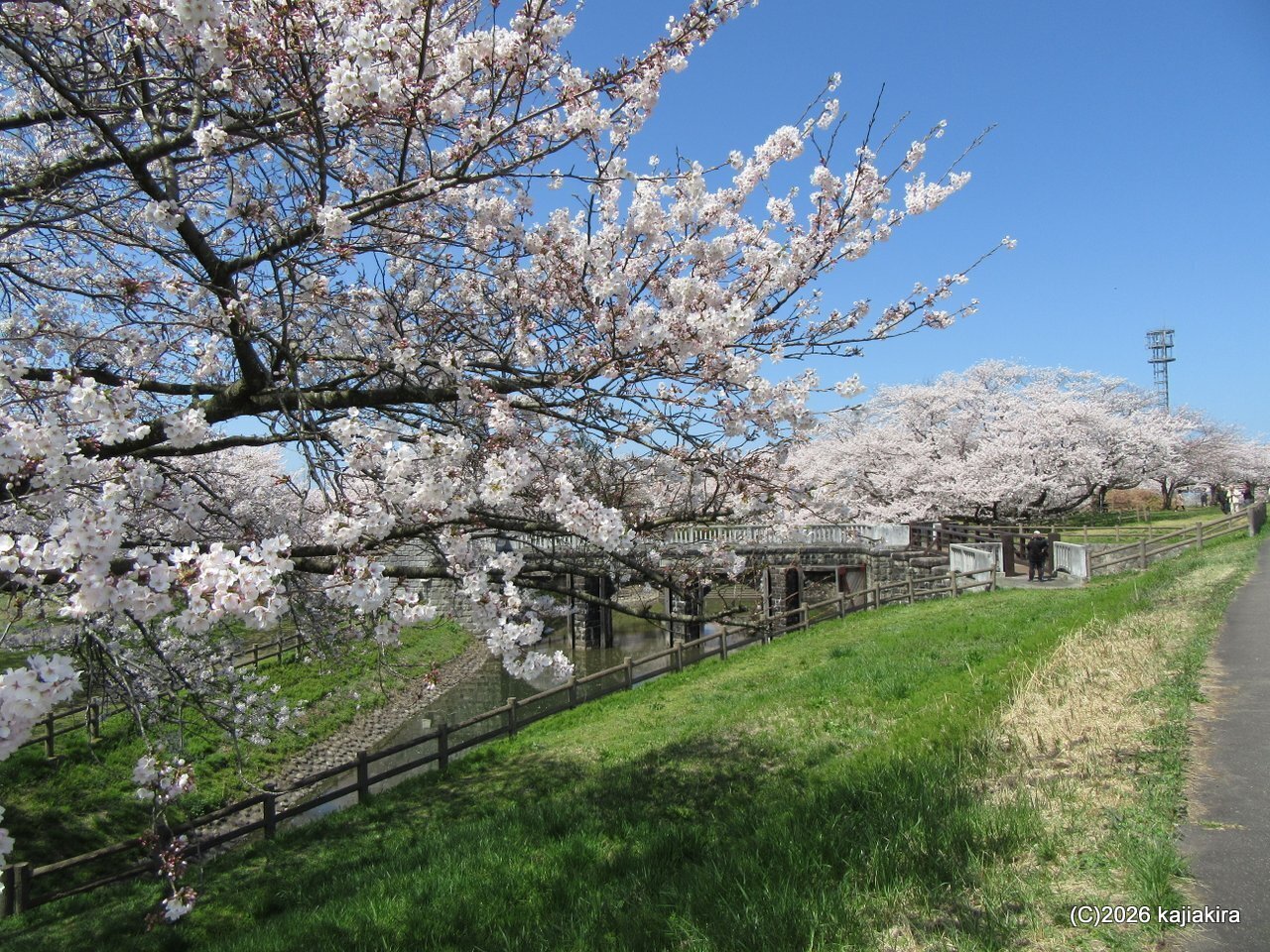 桜川方面　15 143 津島屋（つしまや） 外伝 純米大吟醸 50才の桜 契約栽培米山田錦 生酒
