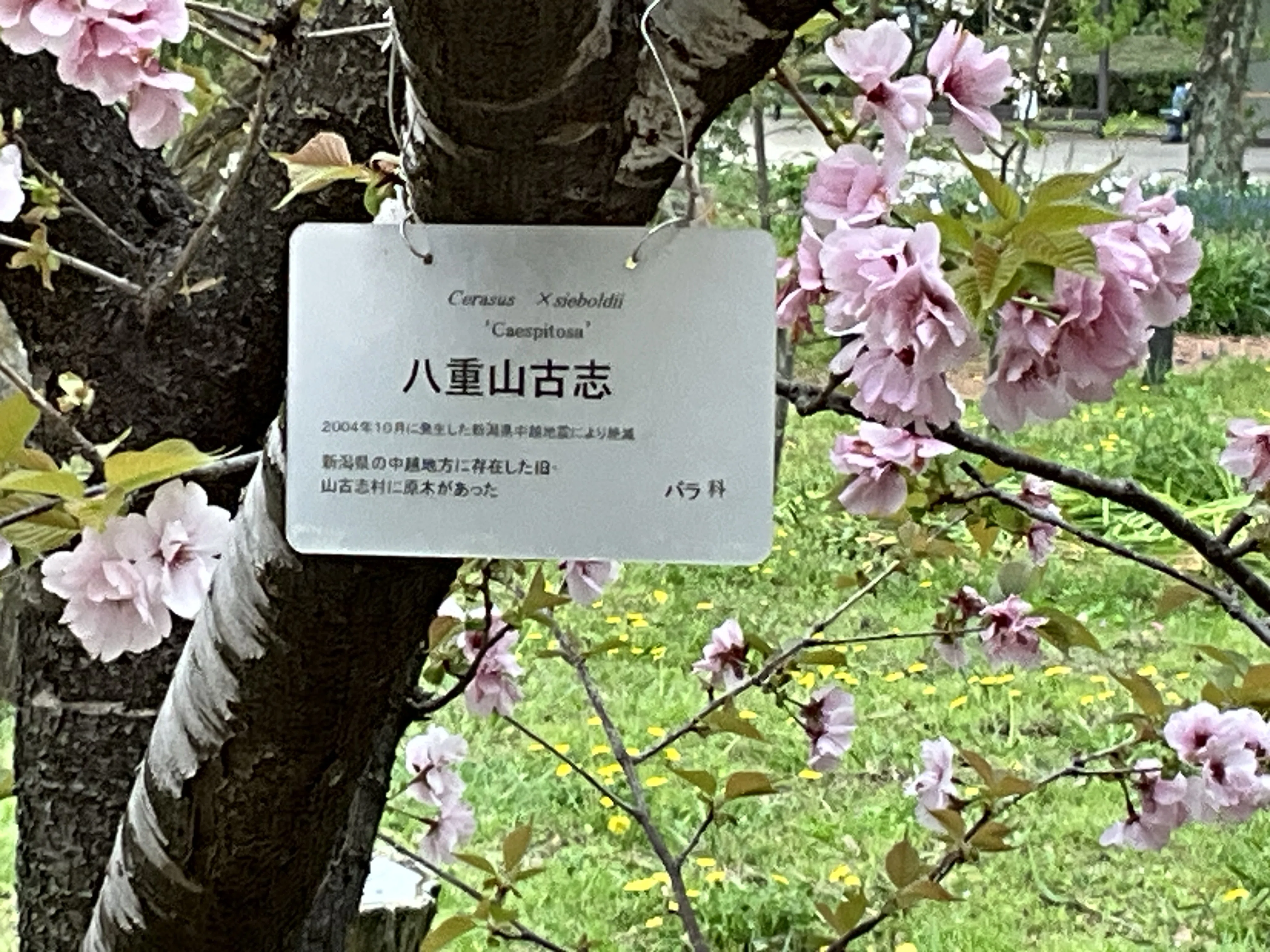 八重山古志（京都府立植物園）：2026年4月10日（金）｜藤井秀昭