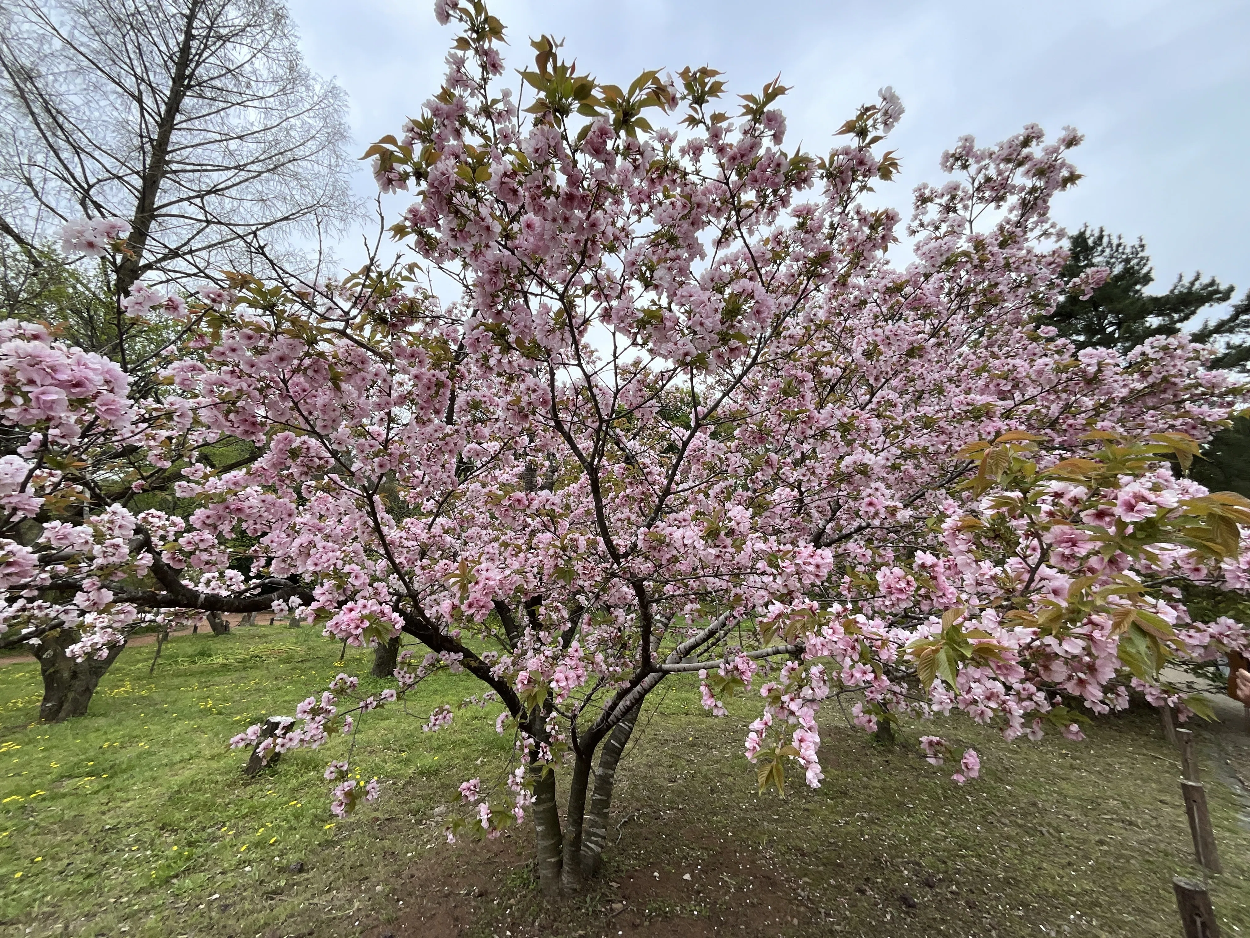 八重山古志（京都府立植物園）：2026年4月10日（金）｜藤井秀昭