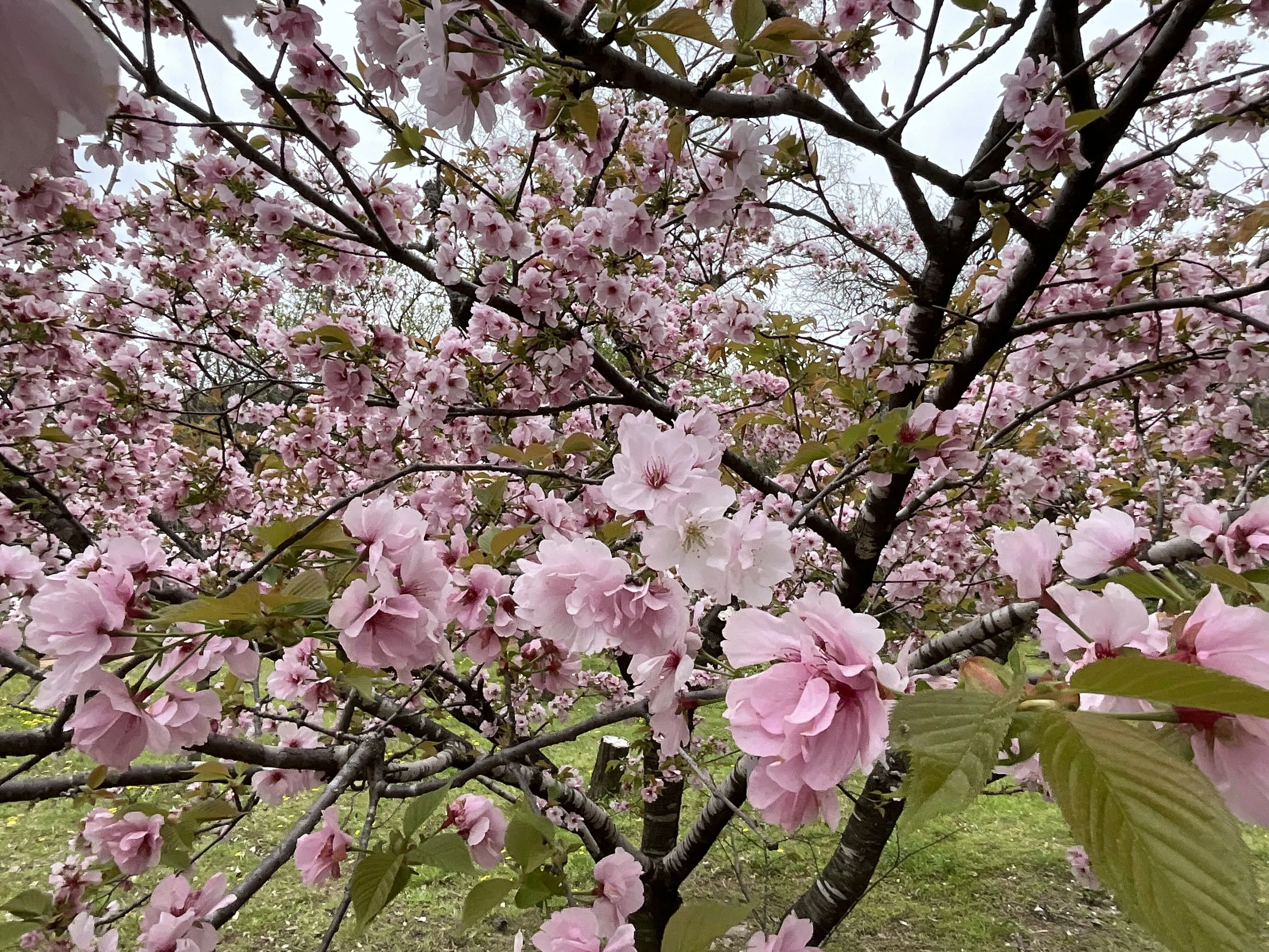 八重山古志（京都府立植物園）：2026年4月10日（金）｜藤井秀昭