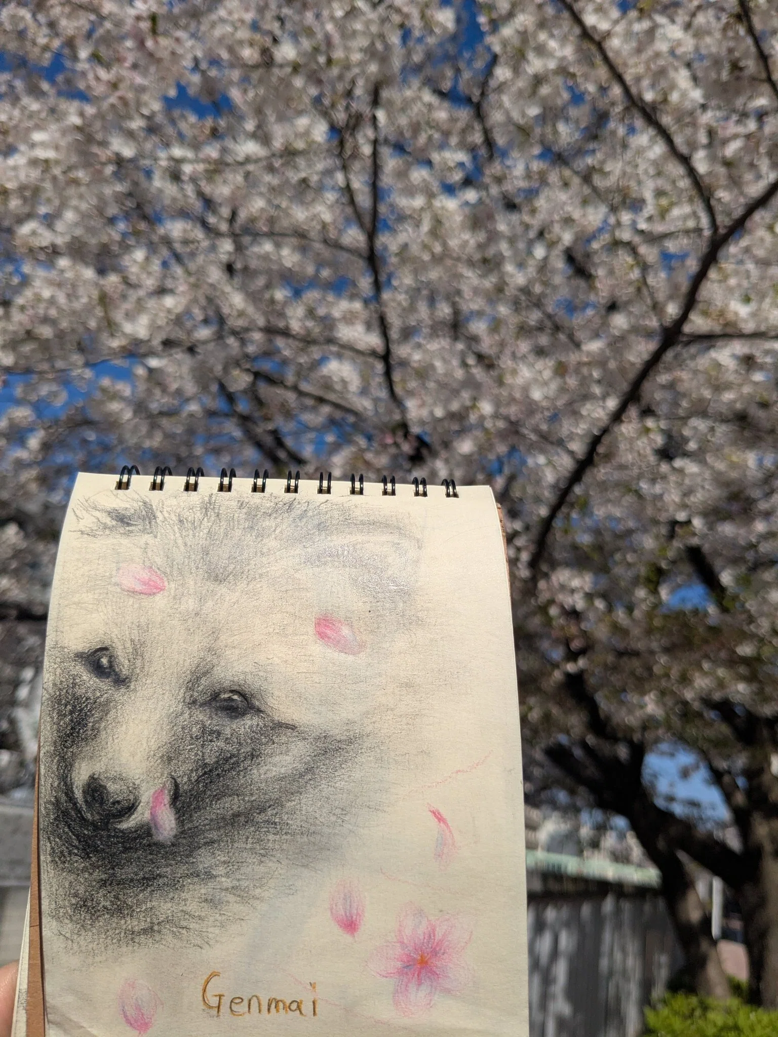 思い立ったがタヌキ日和」動物園にタヌキを見に行った話｜どんぐり子