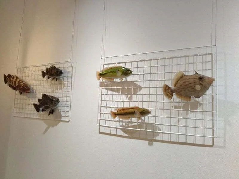 おさかなアート展2026｜魚道部！/ 剥製師 力石眞弘 (ﾁｶﾗｲｼ ﾏｻﾋﾛ)