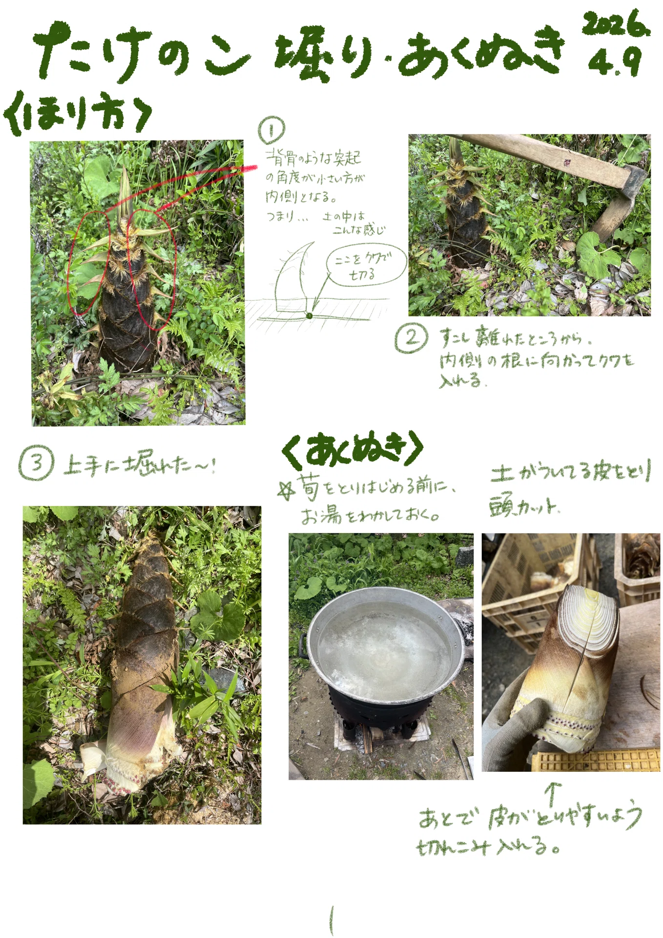 たけのこ 掘り 方